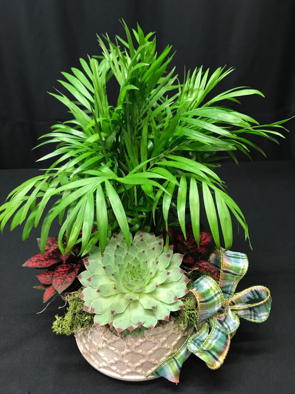 Island Vibe Palm Planter - The perfect piece to bring back fond memories of recent vacations! Tropical palm plant, colorful foliage plants and a succulent.  Enjoy indoors in bright light or outdoors in a shady patio setting. Fun festive centerpiece!  Plants and container may vary. We create new planters weekly and this is the closest example of recent designs.