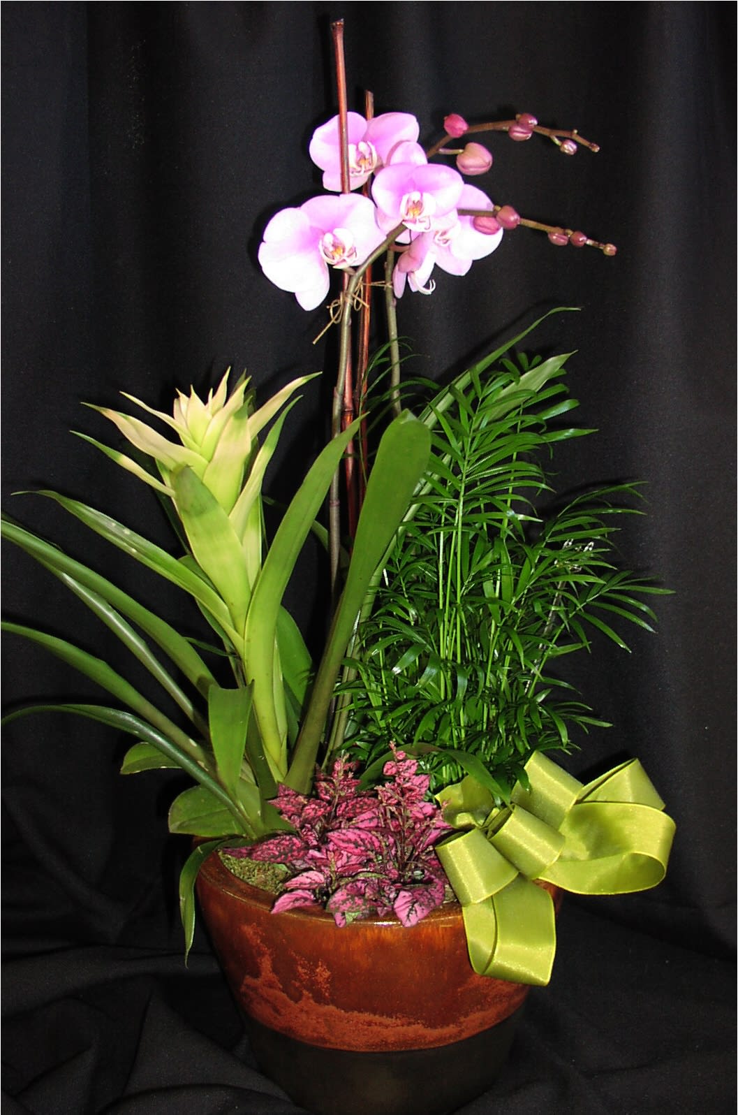 Tropical orchid plant combo, medium - A stunning exotic plant combination that will do well in an office or home with just a little care and not much water. Very easy to maintain.  We put a 4" blooming orchid in a decorative cachepot with other complimenting plants and dress it up with a premium bow.  Contemporary mother's day gift for moms who like exotic plants instead of cut flowers.  This will last much longer than a bouquet.