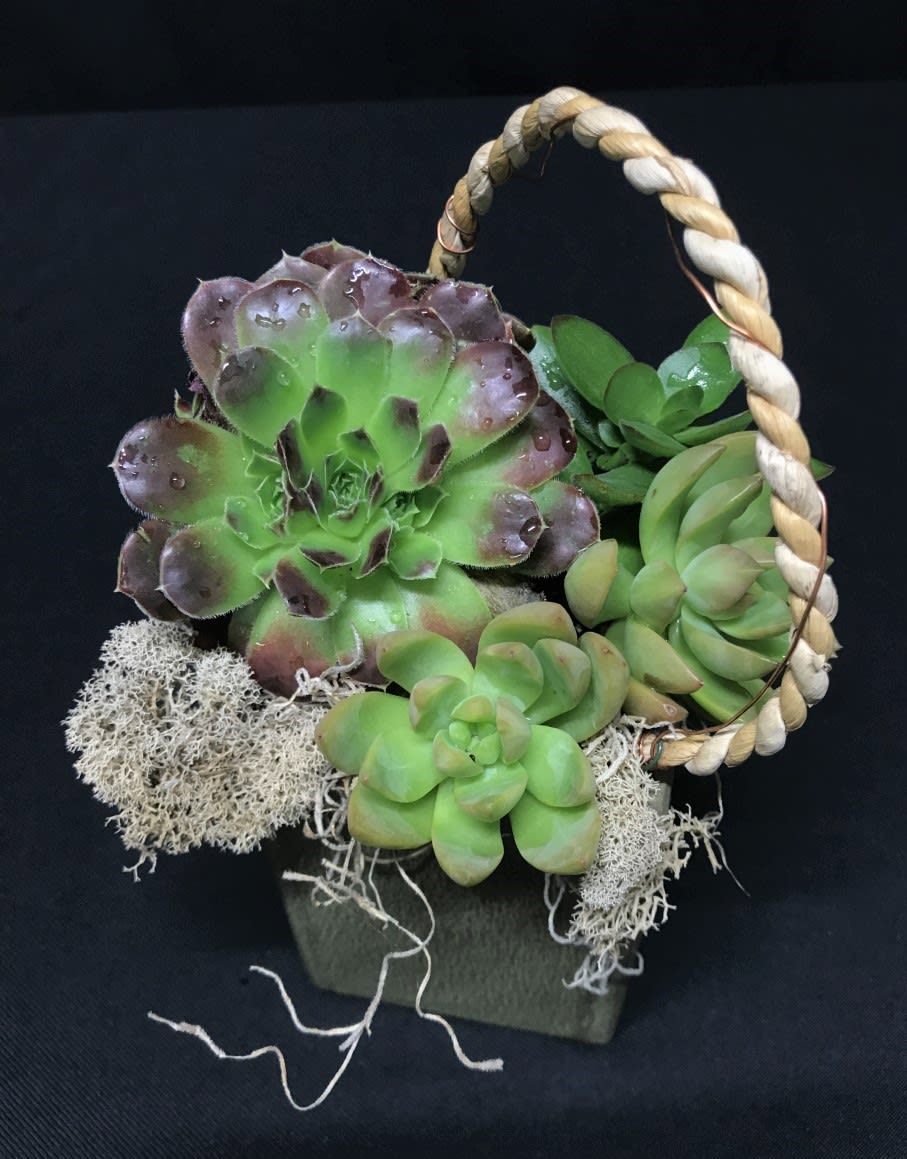 Small Succulent Box with Rope - Bold hearty succulents in a small ceramic cube with a rope accent. Designer's choice of succulent plants. Perfect for a man's birthday gift.