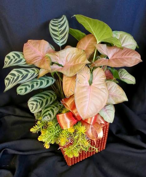 Small Contemporary Planter Garden, Items will Vary - A mix of green and/or blooming indoor plants that sit pretty together in a complimenting pot.   Plants and container are all designer's choice and will vary.