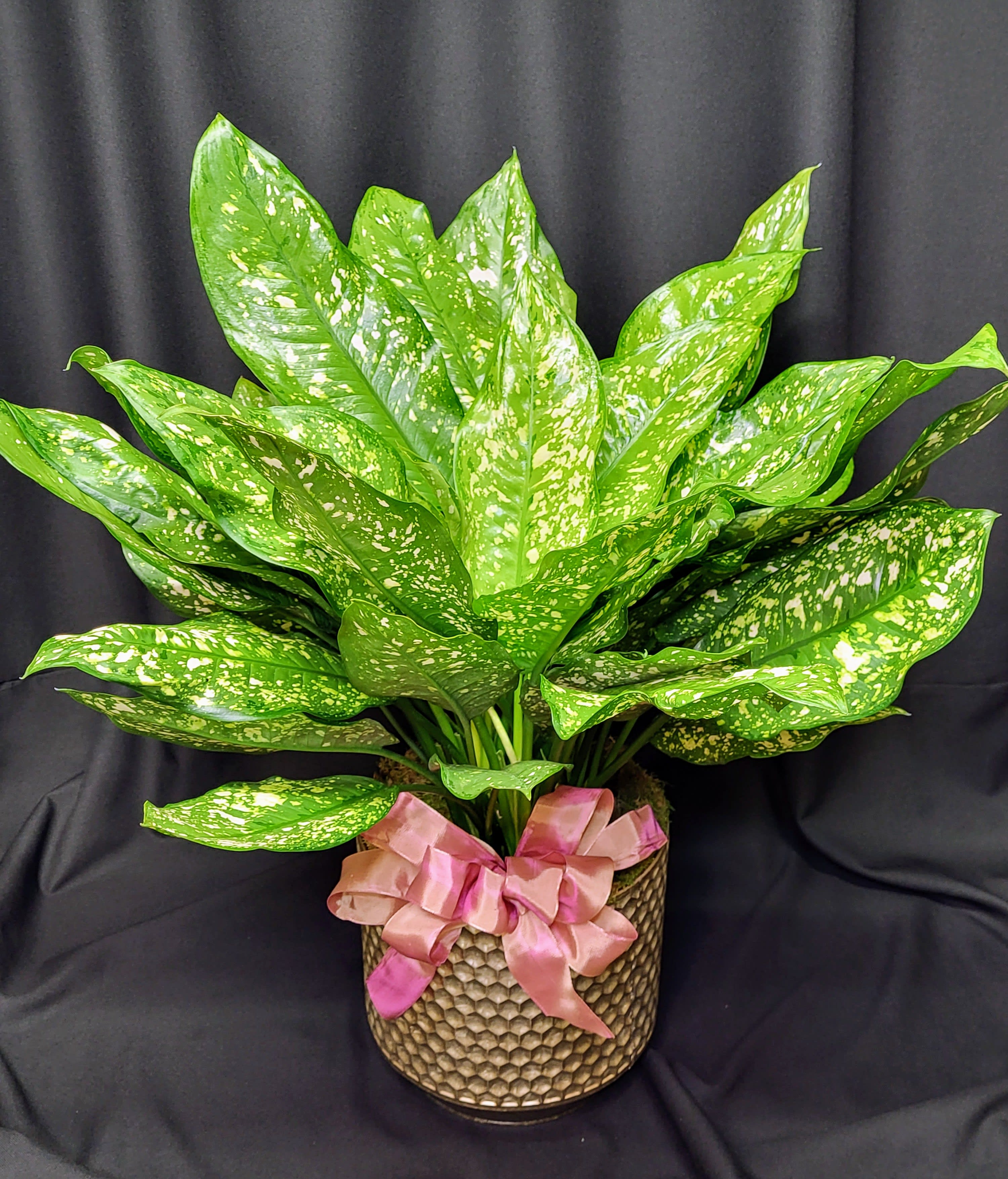 Potted green plant with speckled leaves and a pink ribbon