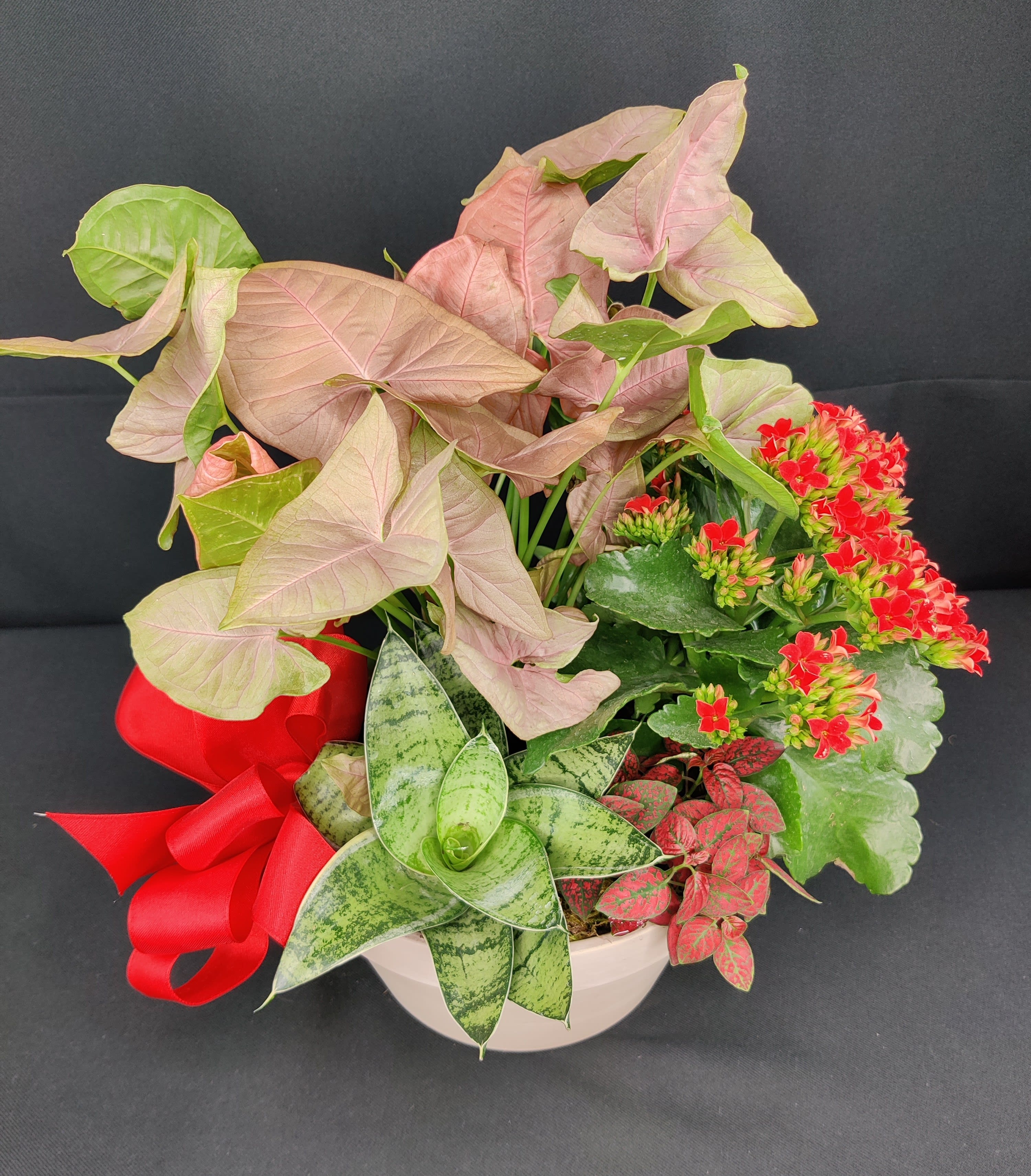 Premium houseplant mixed bowl - Exotic indoor plants, succulents too. Assortment may vary. Easy care indoor plants for bright light
