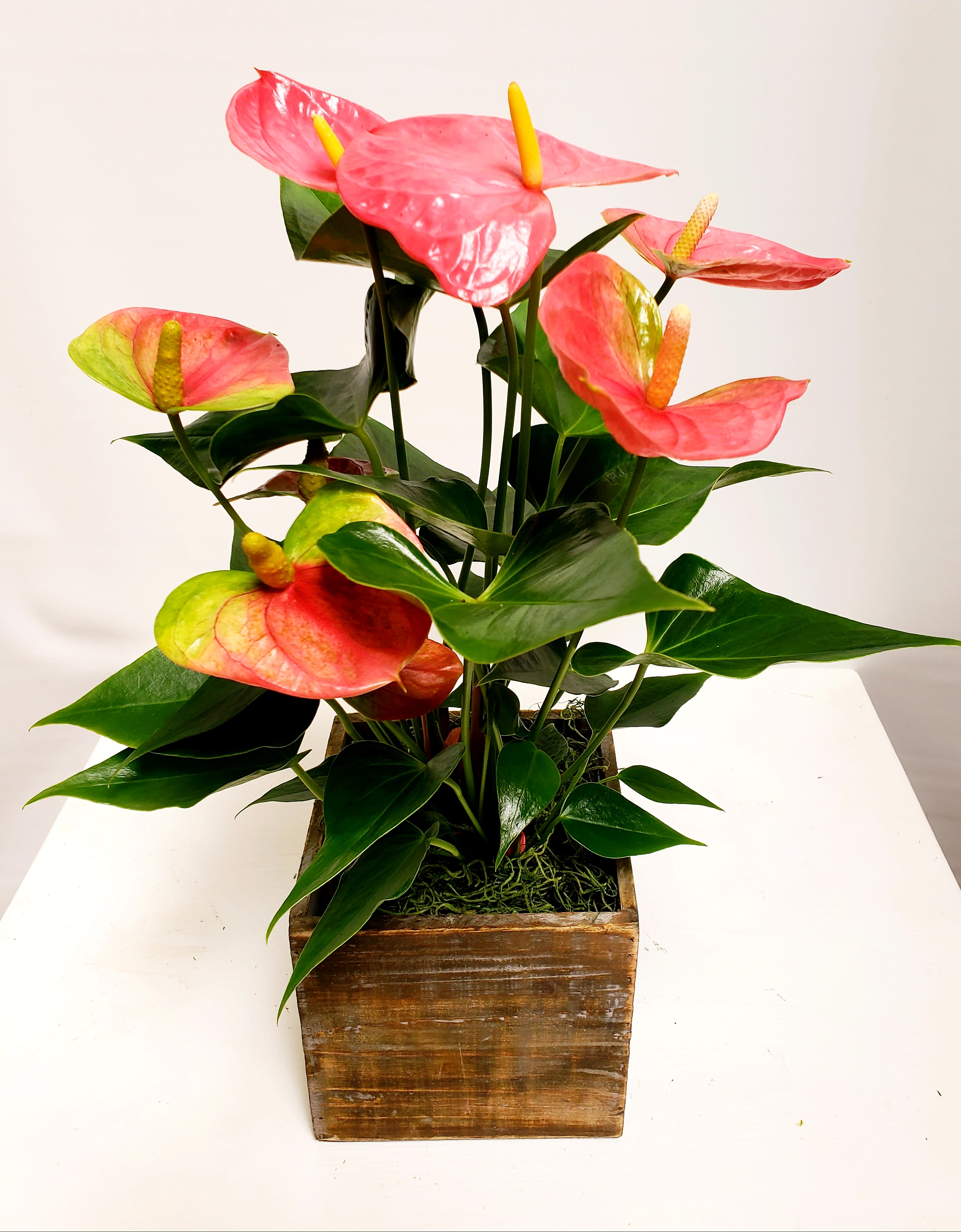 Pink anthurium arrangement in a wooden planter