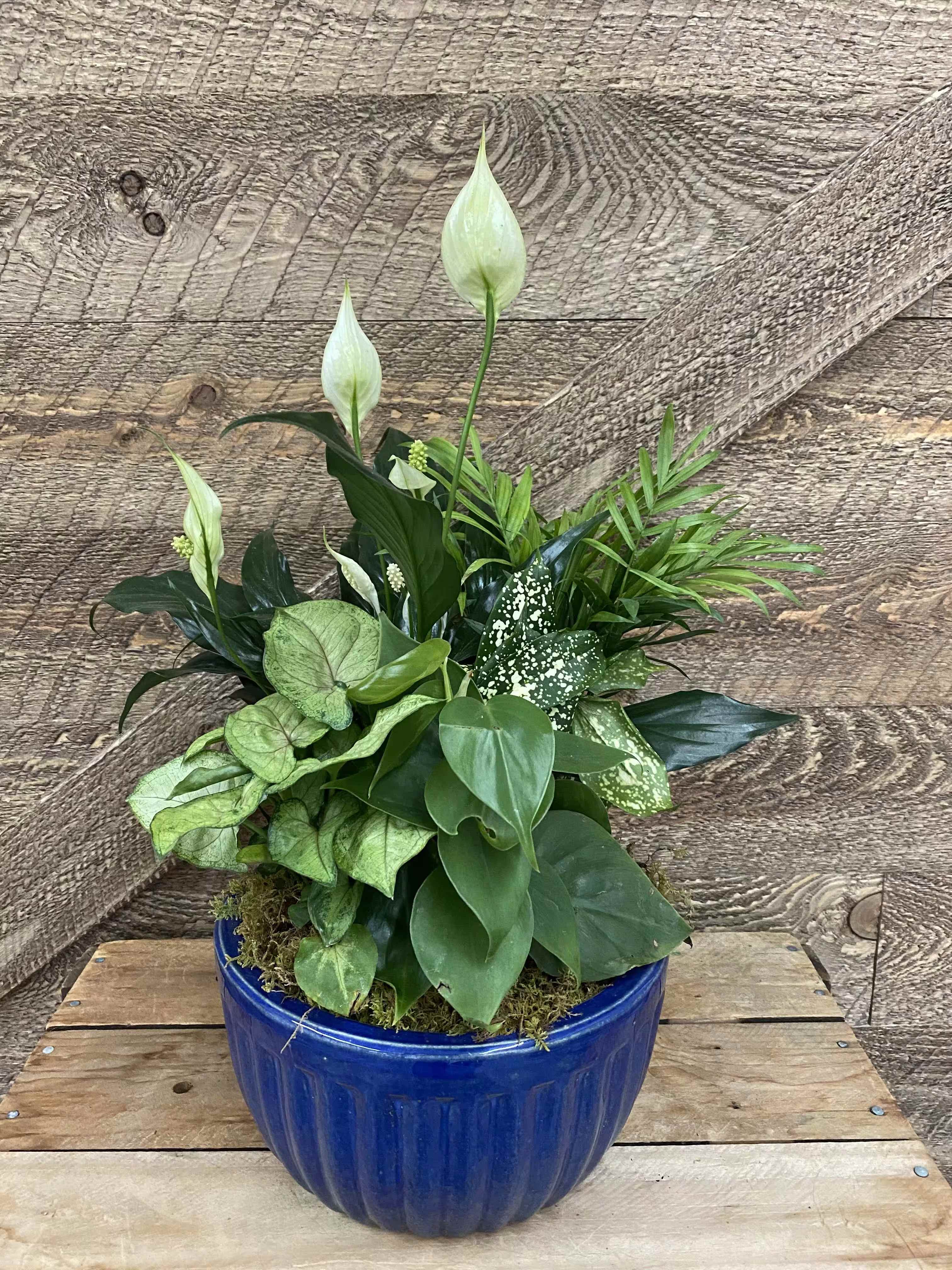 Home Garden  - Perfect for the Plant Lover in your life. Beautiful mix of green plants that will add a lush and natural fell to any home.  Container and plants may vary depending on available  Available for same day delivery and pick up 