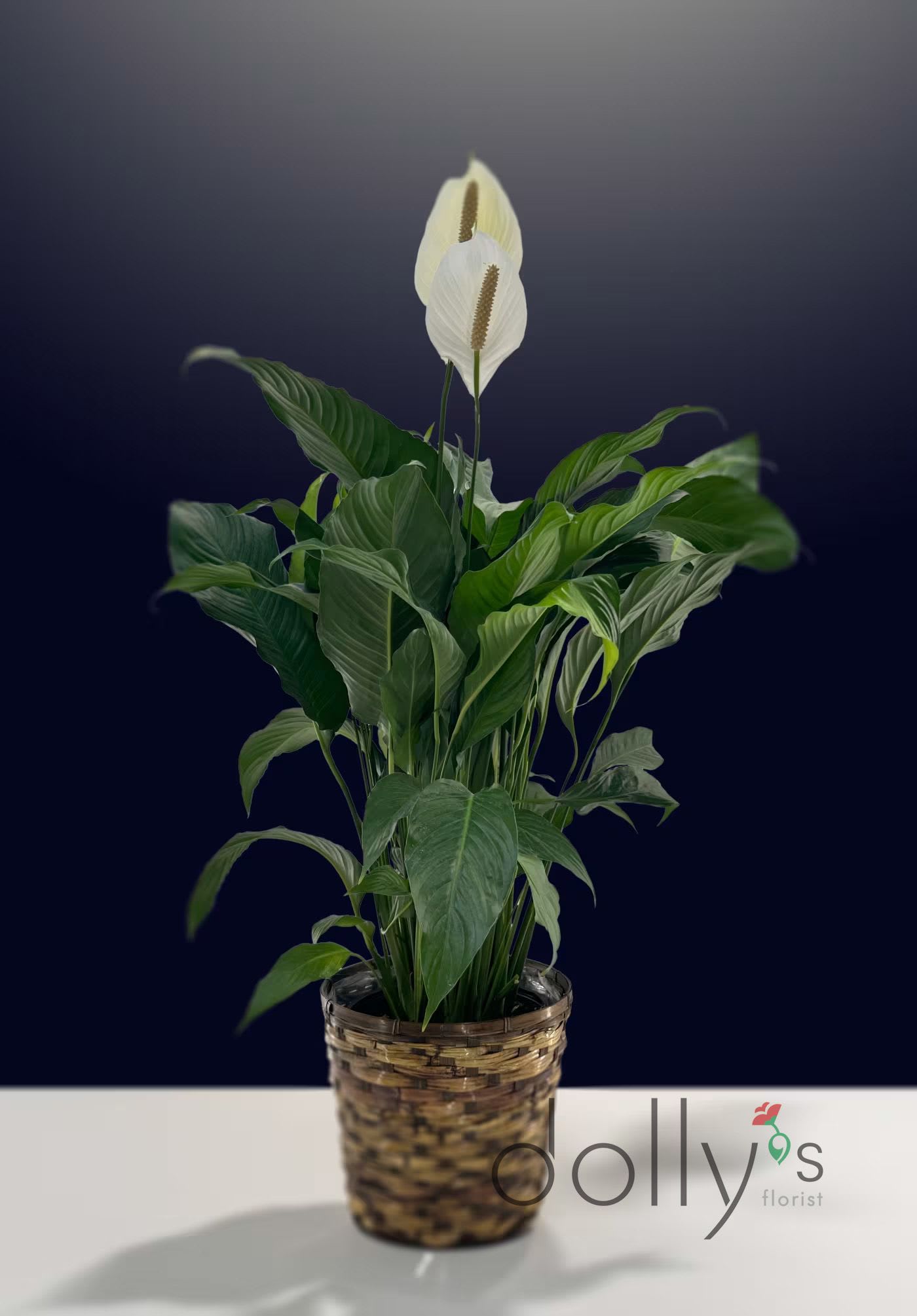 Potted peace lily with white blooms in a woven basket planter