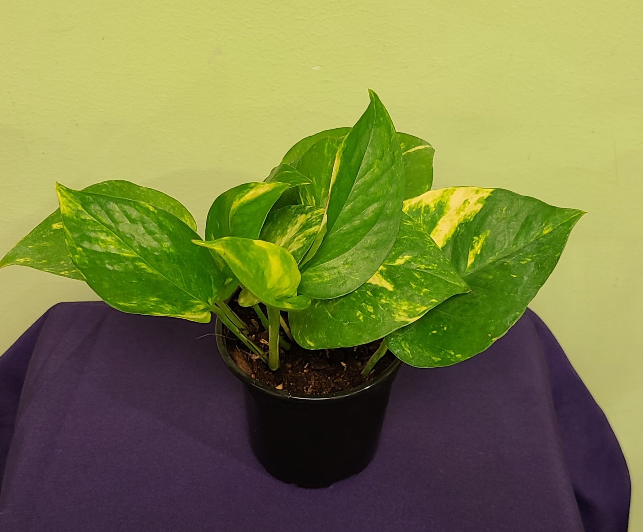 Potted pothos plant with green and yellow variegated leaves