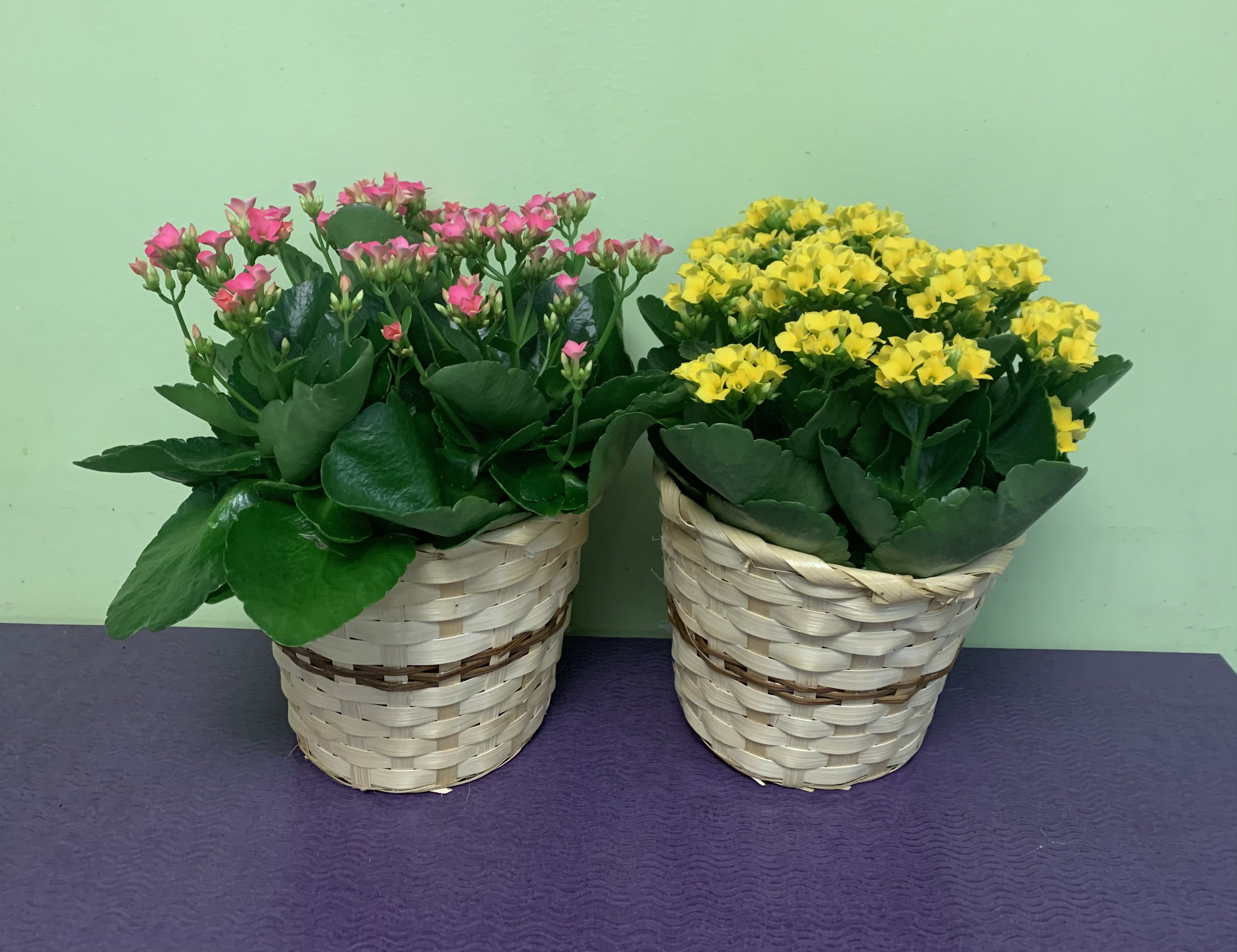 Two potted flowering plants in woven baskets, one pink and one yellow