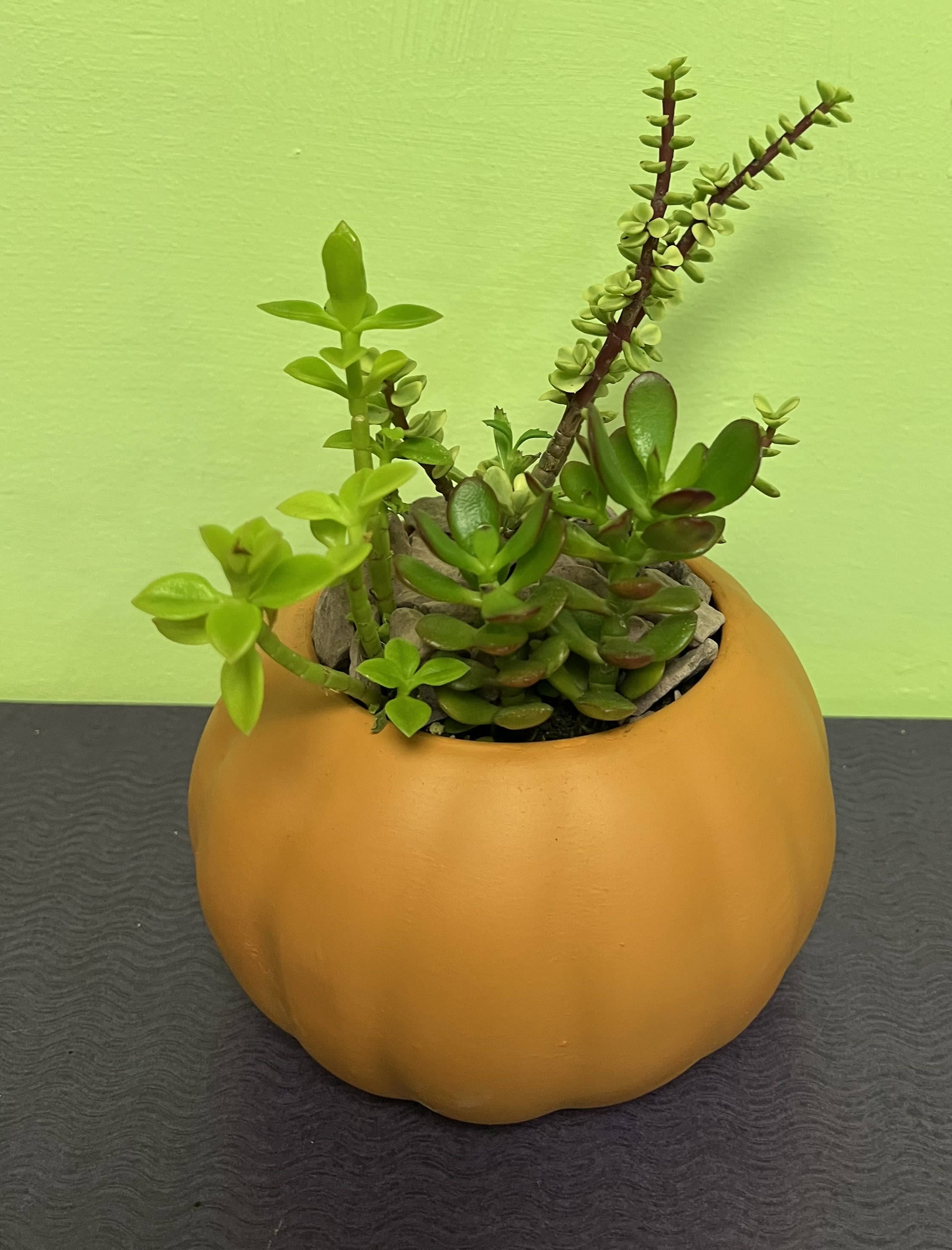Succulent plant in a round orange pumpkin-shaped pot