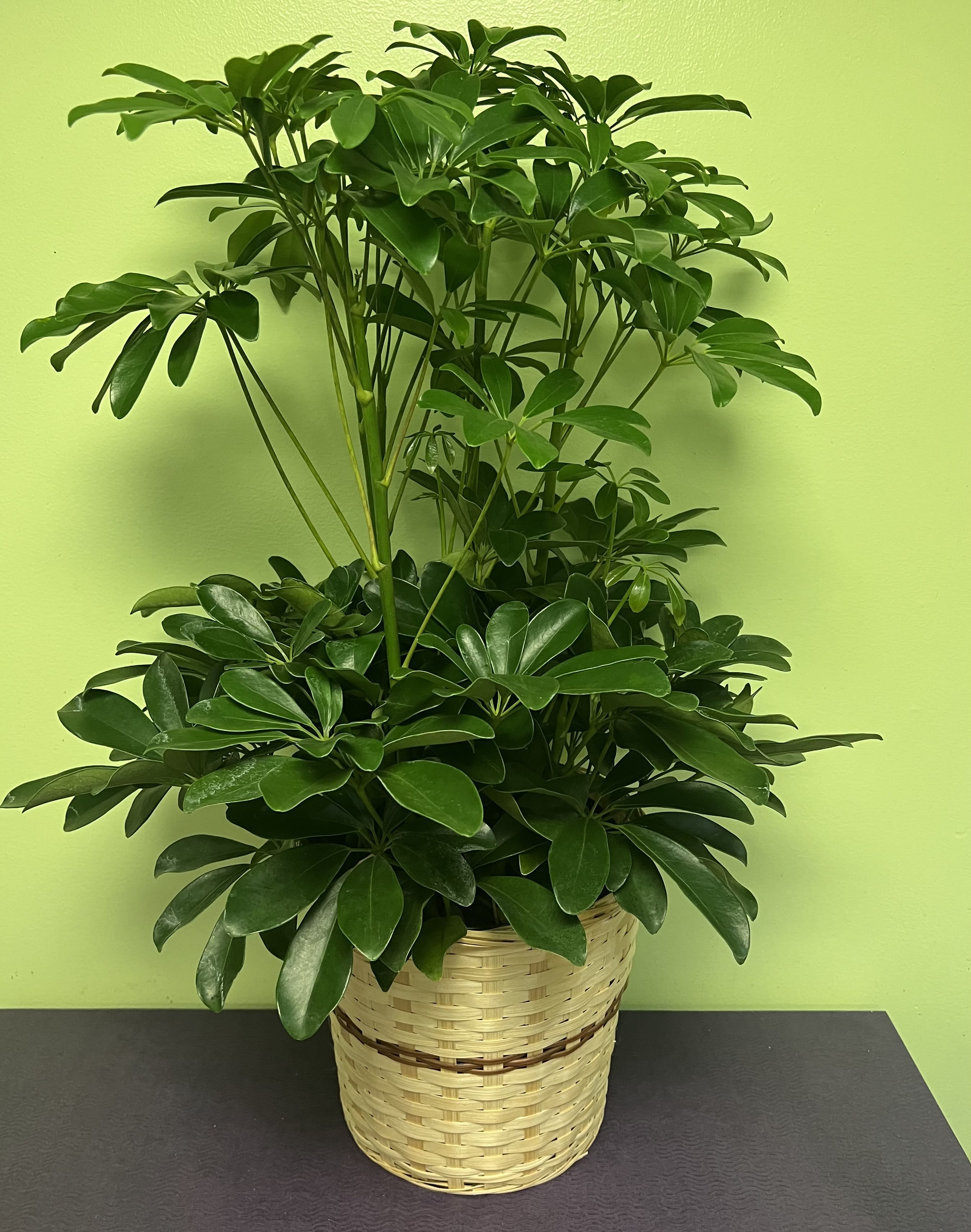 Potted green houseplant in a woven basket planter