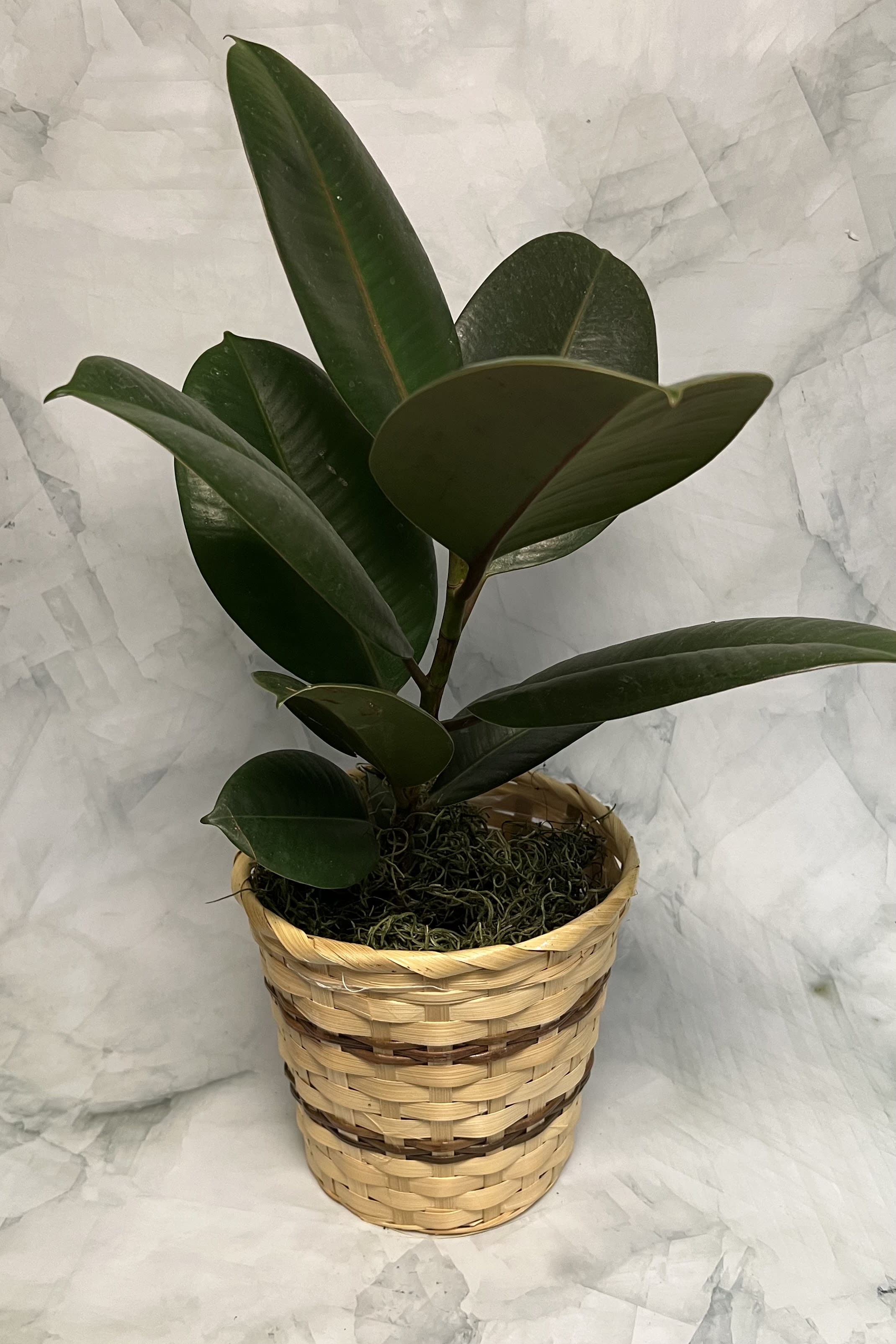 Potted rubber plant in a woven basket planter