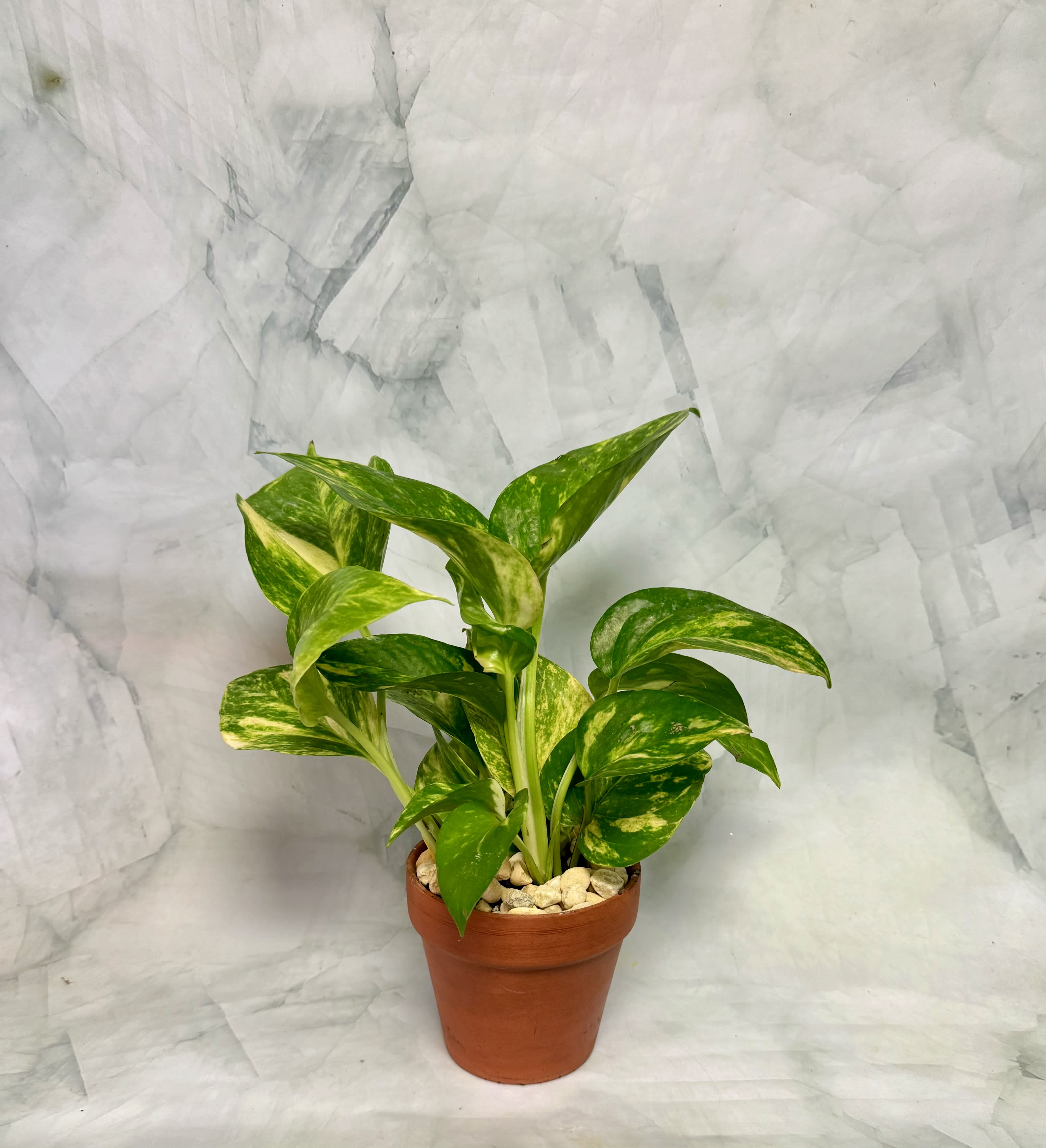 Potted green variegated houseplant in a terracotta pot