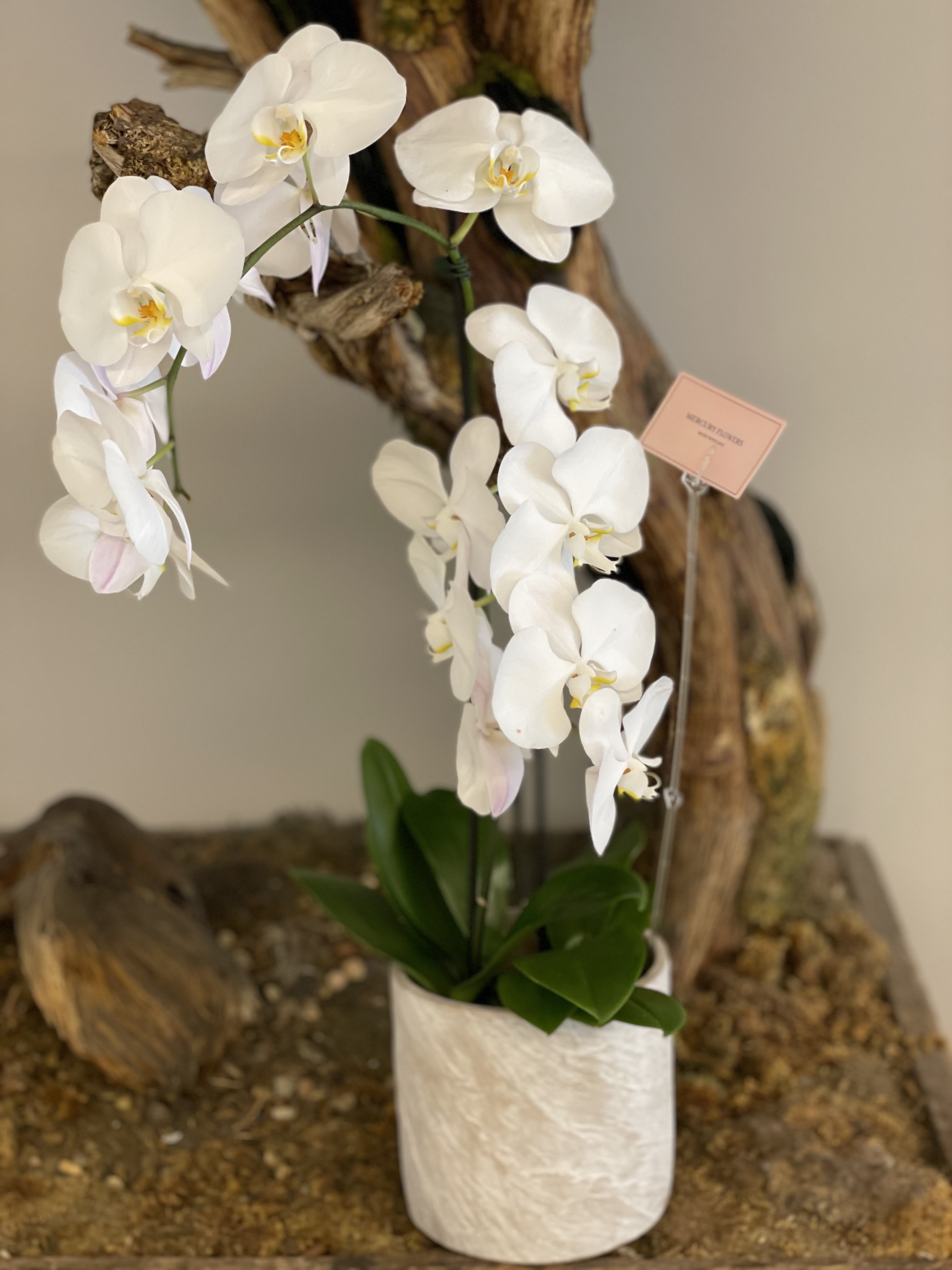 White orchid plant in a white pot with a small tag