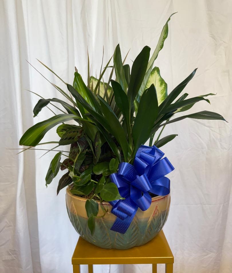 Potted green plant arrangement with a blue ribbon in a decorative bowl