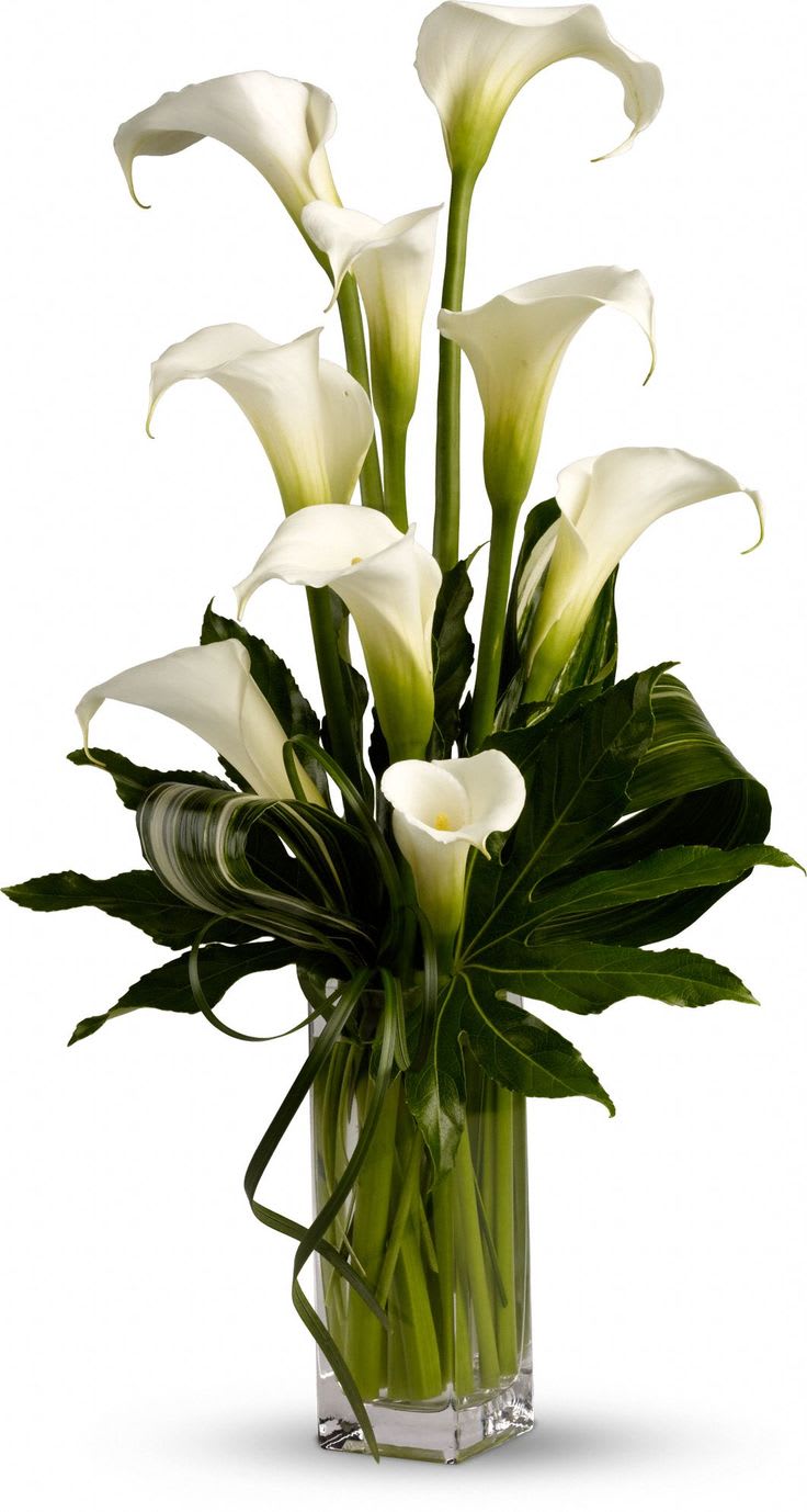 White calla lilies arranged in a clear glass vase