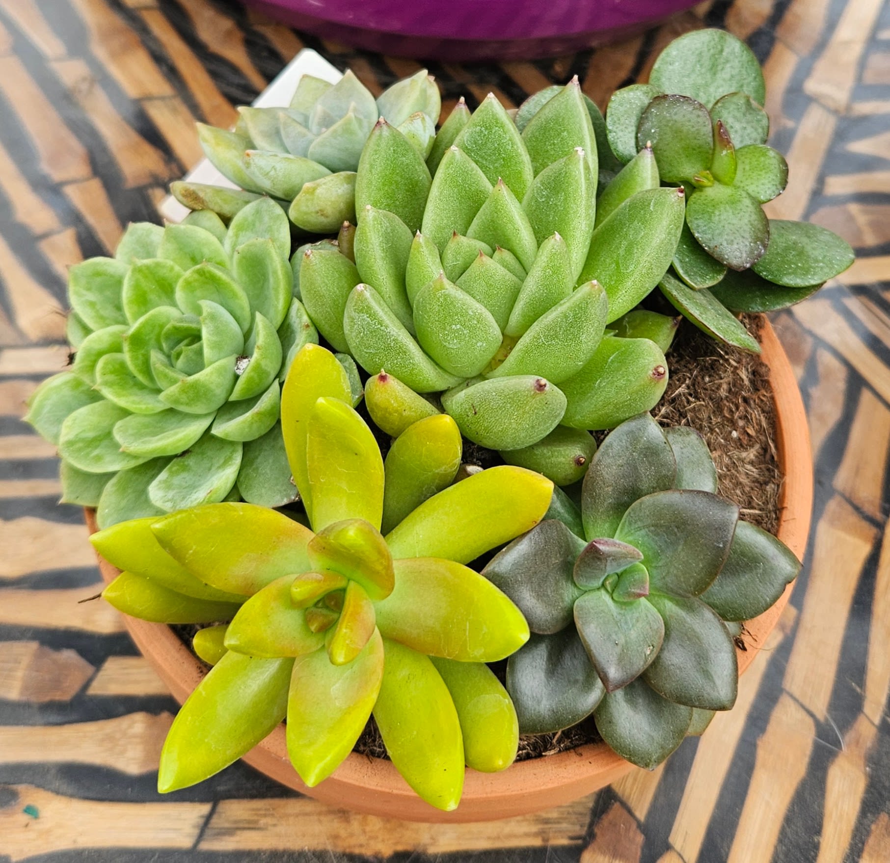 Modern Succulent Garden Bowl - Small Clean, vibrant, and effortlessly modern—this handcrafted succulent garden features a curated mix of premium rosette succulents arranged in a natural terra cotta bowl. Designed for long-lasting beauty, this piece brings fresh energy and texture to any home or workspace.  Each arrangement is thoughtfully composed by our experienced Omaha floral designers, blending color, shape, and balance into a living design that feels both natural and refined.  Perfect for gifting or keeping, this low-maintenance garden offers lasting beauty far beyond traditional flowers.