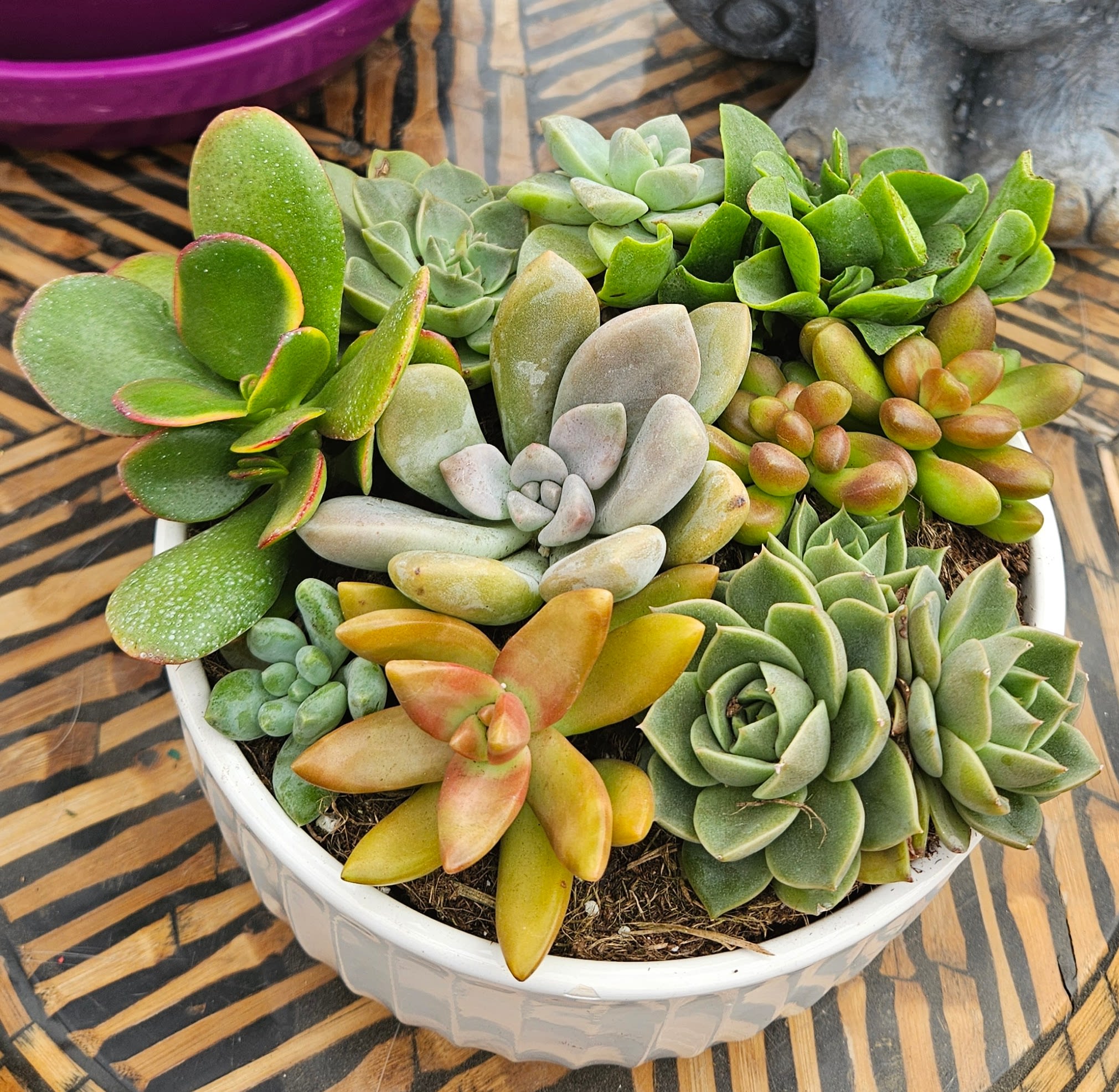 Lush Succulent Garden Bowl - A full, vibrant display of texture and color, this handcrafted succulent garden features a premium mix of rosette and paddle-style succulents arranged in a modern ceramic bowl. Designed for lasting beauty, this piece delivers a lush, high-end look with minimal maintenance.  Each garden is carefully composed by our experienced Omaha floral designers, blending soft greens, warm tones, and sculptural forms into a living arrangement that feels both abundant and refined.  This is not a basic planter—it’s a thoughtfully designed succulent garden made to impress.