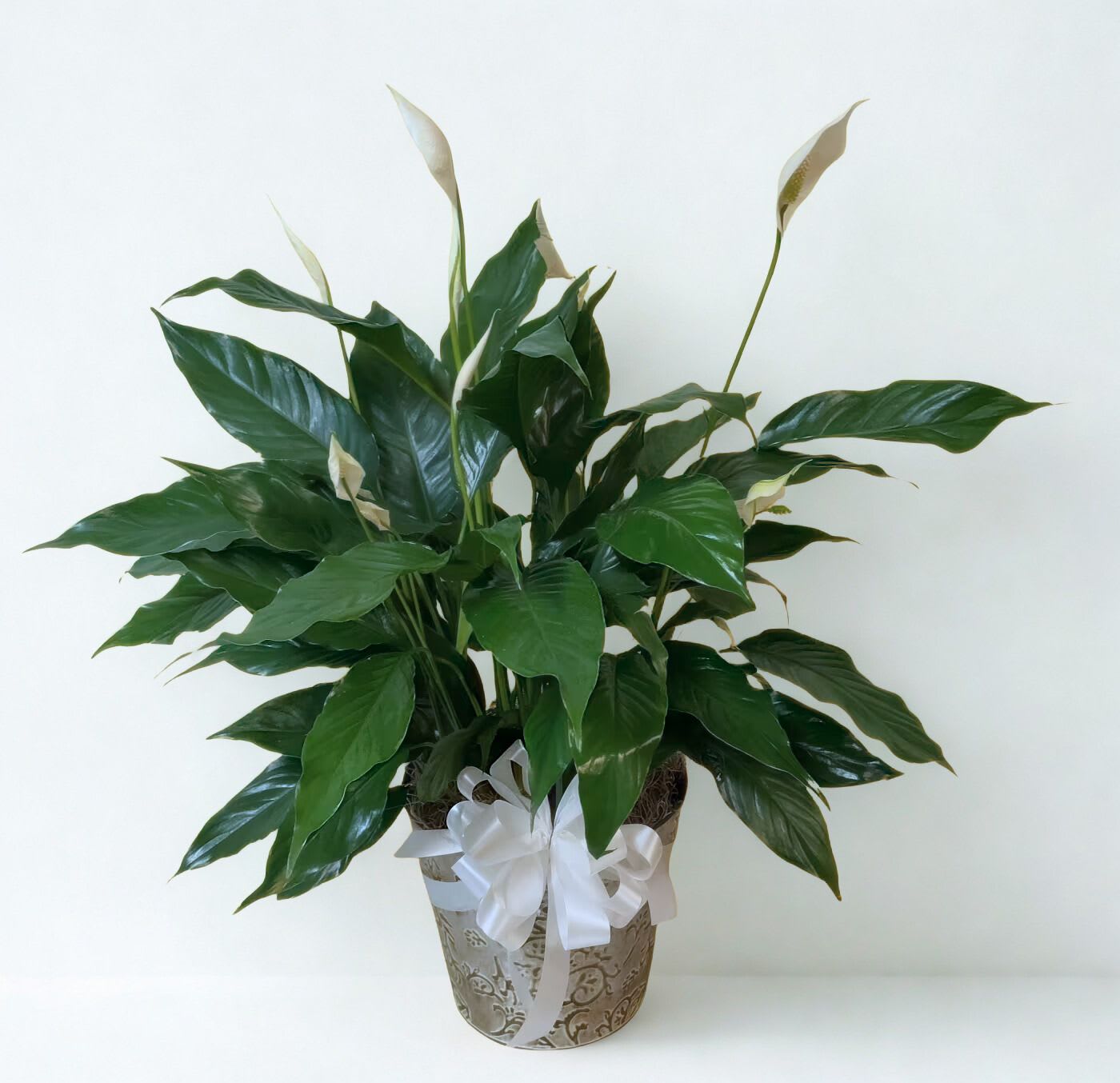 Potted peace lily with white blooms and a white ribbon bow