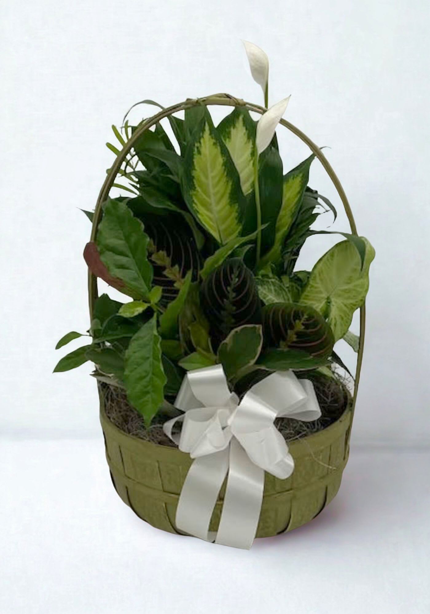 Basket of green houseplants with a white ribbon bow