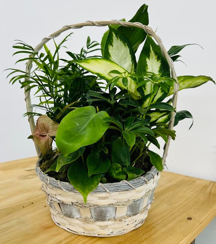 Basket of assorted green houseplants in a woven basket