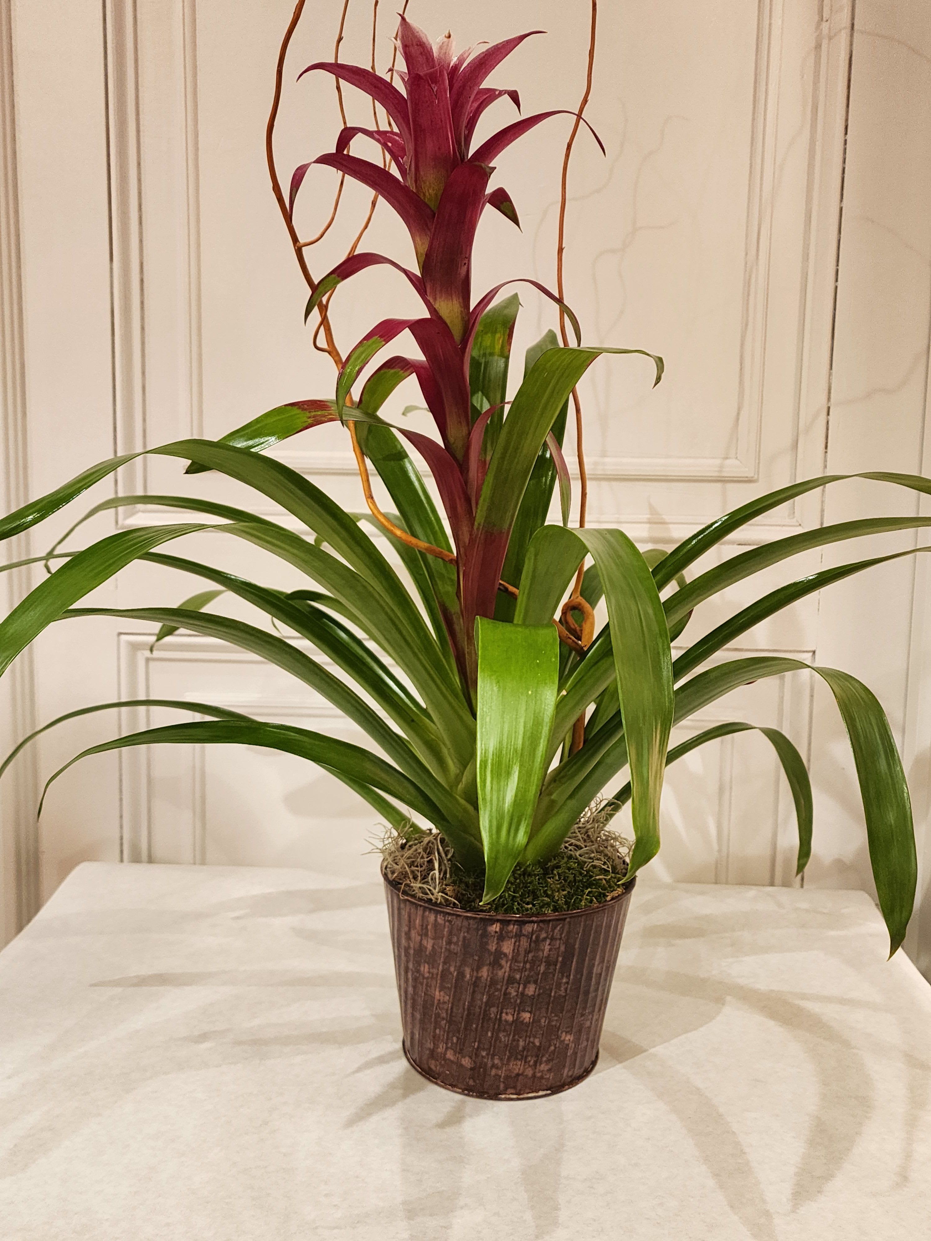 Potted bromeliad plant with burgundy center and long green leaves