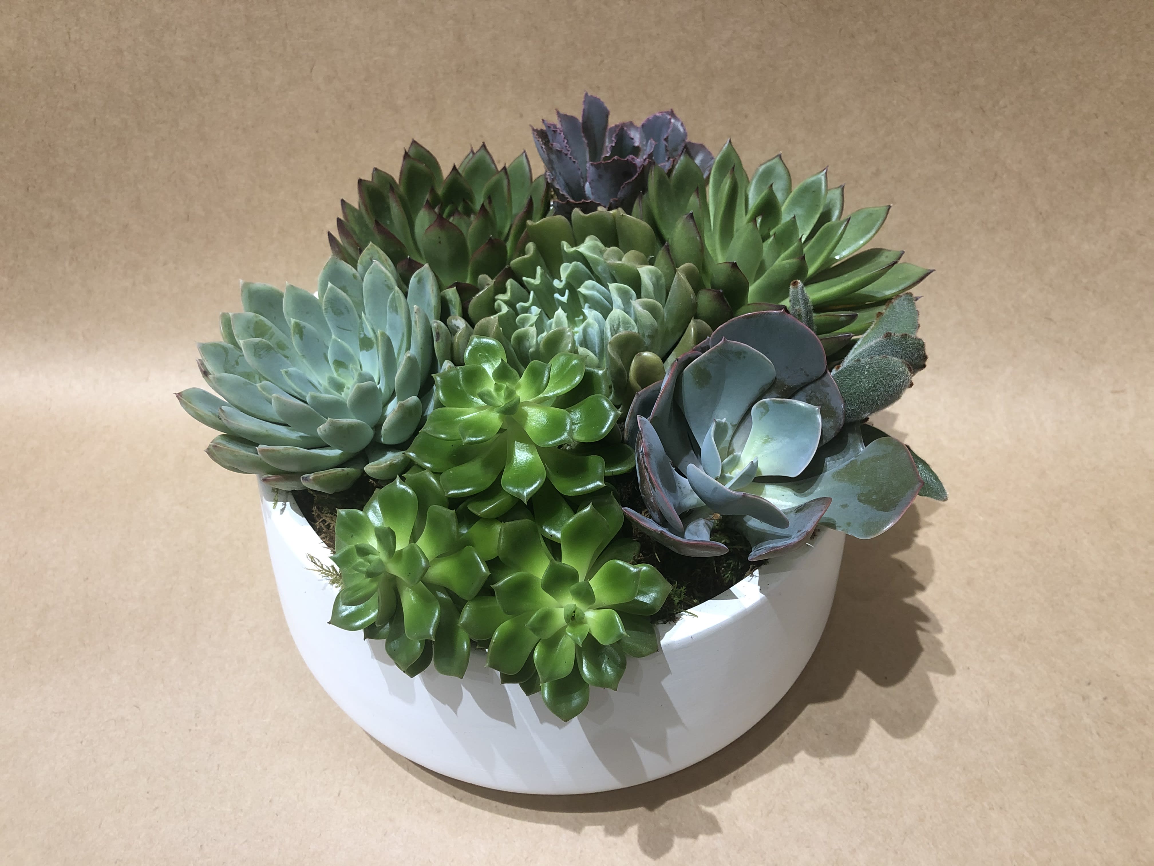Assorted succulents arranged in a white bowl planter