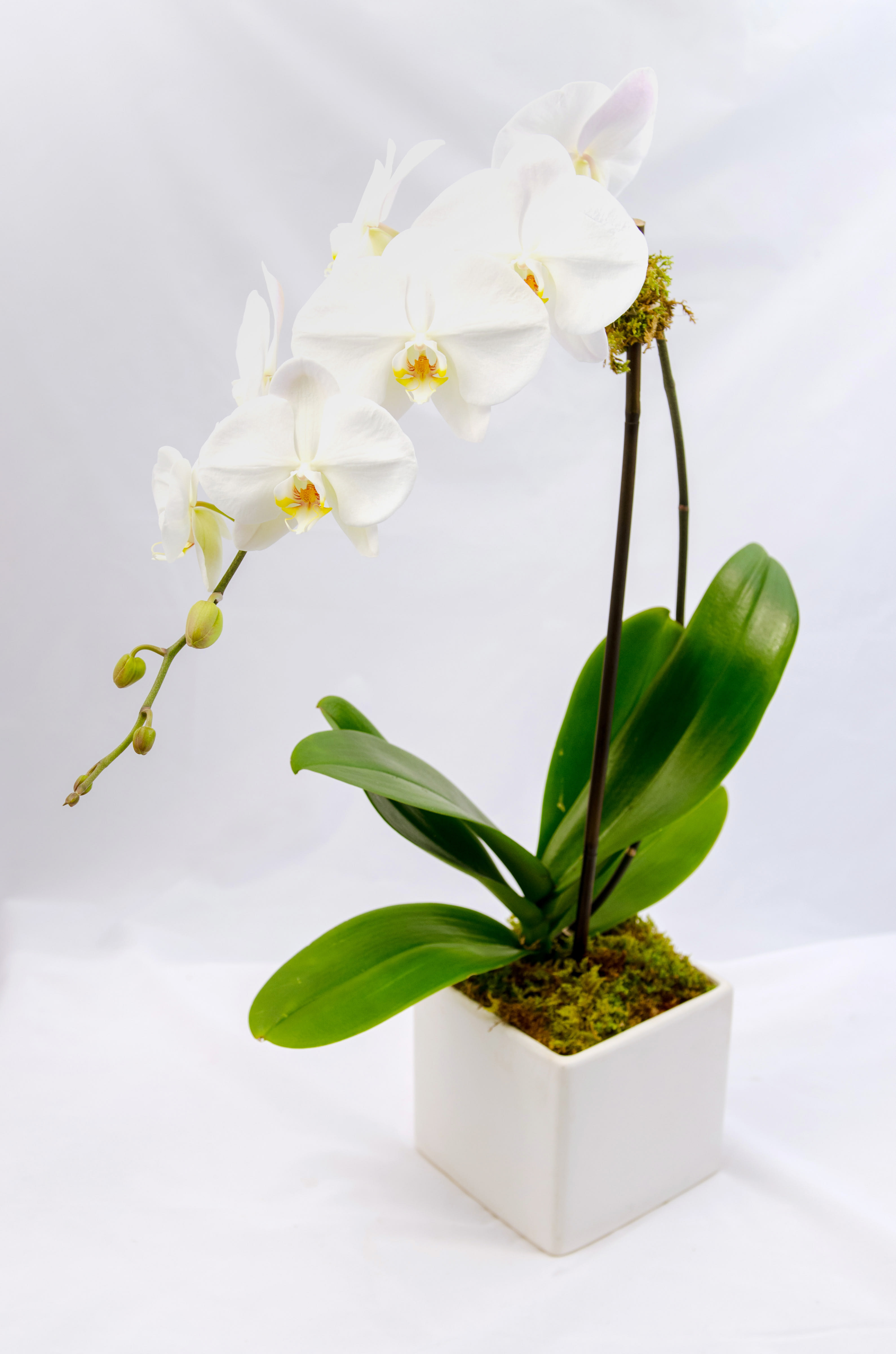 White orchid plant in a square white pot