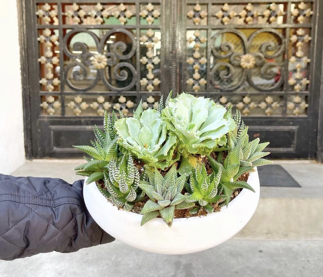 White bowl planter with assorted succulents and pale green rosettes