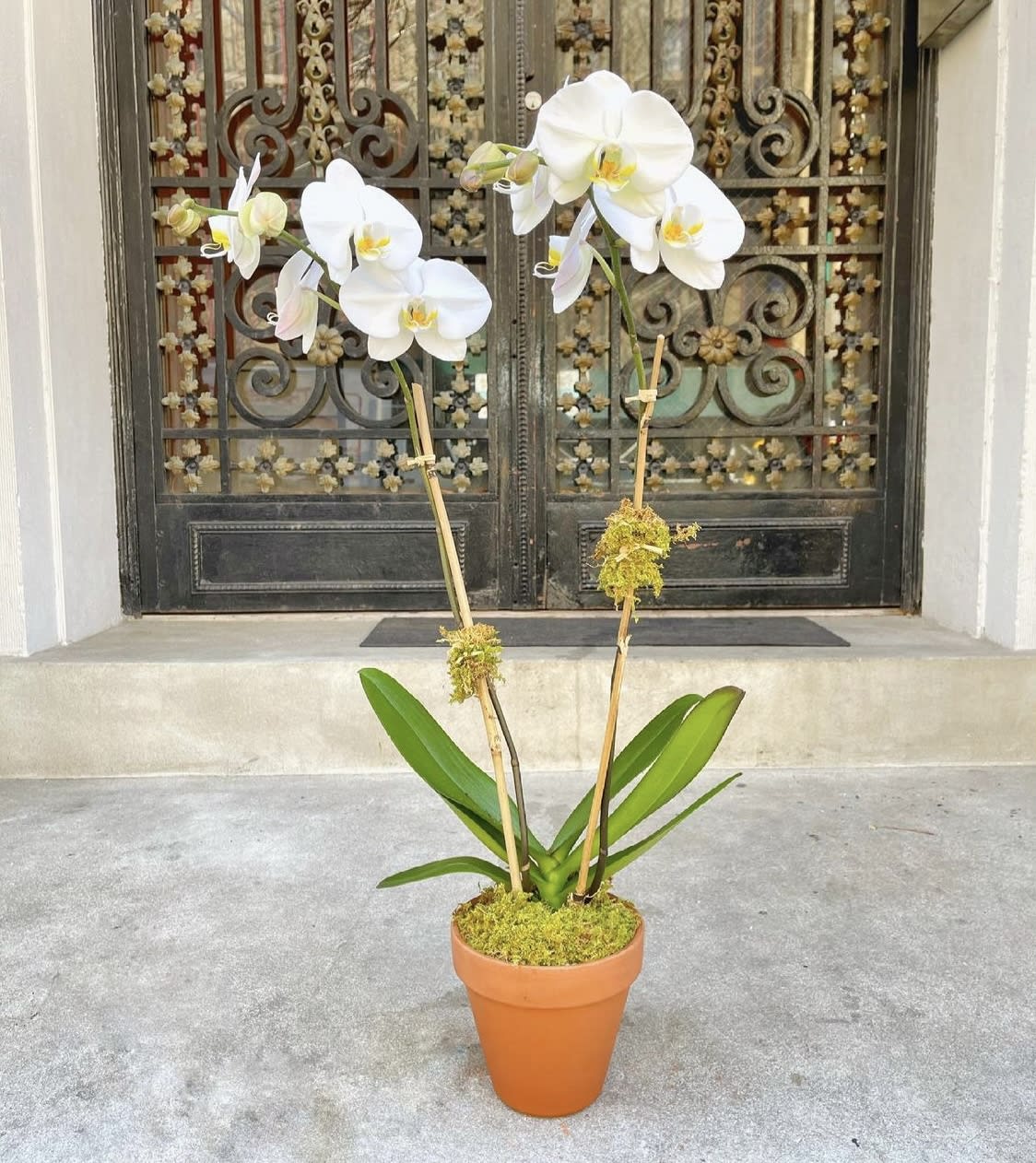 Potted white orchid plant with two tall stems in a terracotta pot