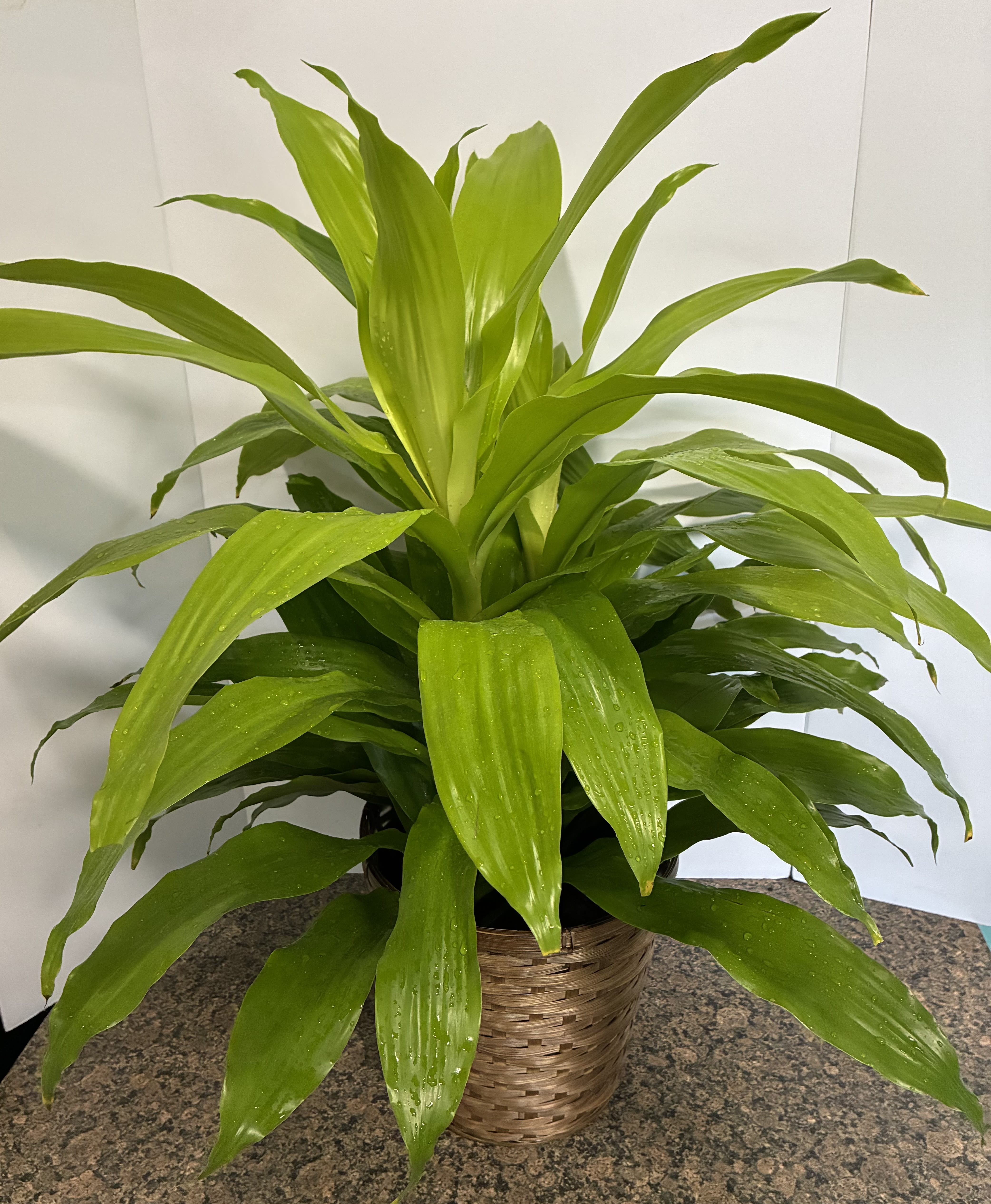 Dracaena Limelight Plant - Dracaena Limelight Plant in a 8 inch basket. 