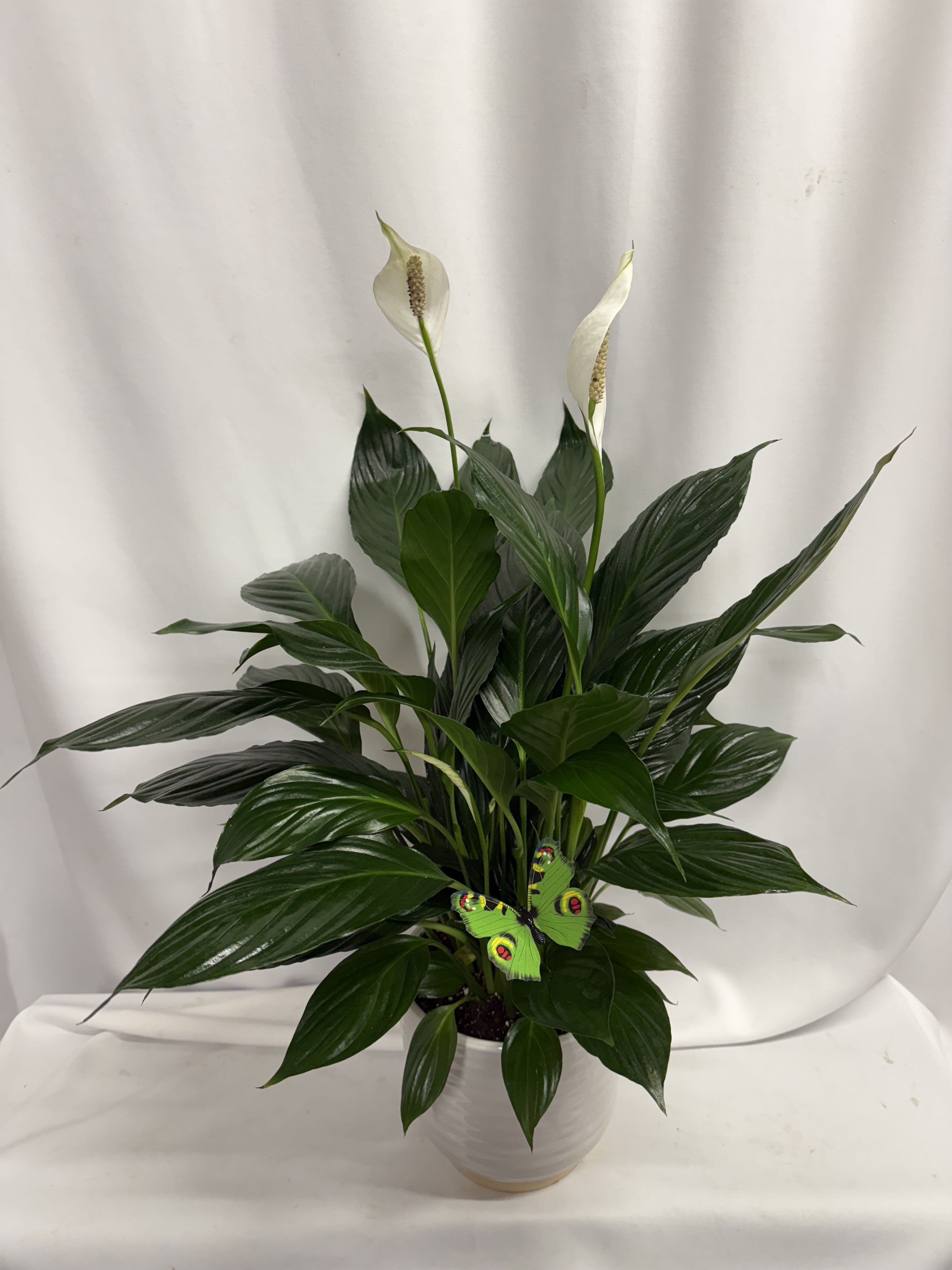6" Spathiphyllum Plant  - A tall reaching Spathiphyllum plant, also known as a peace lily. Peace Lily's are easy to grow and are known for their air toxin removing properties. Send the gift of greenery! 