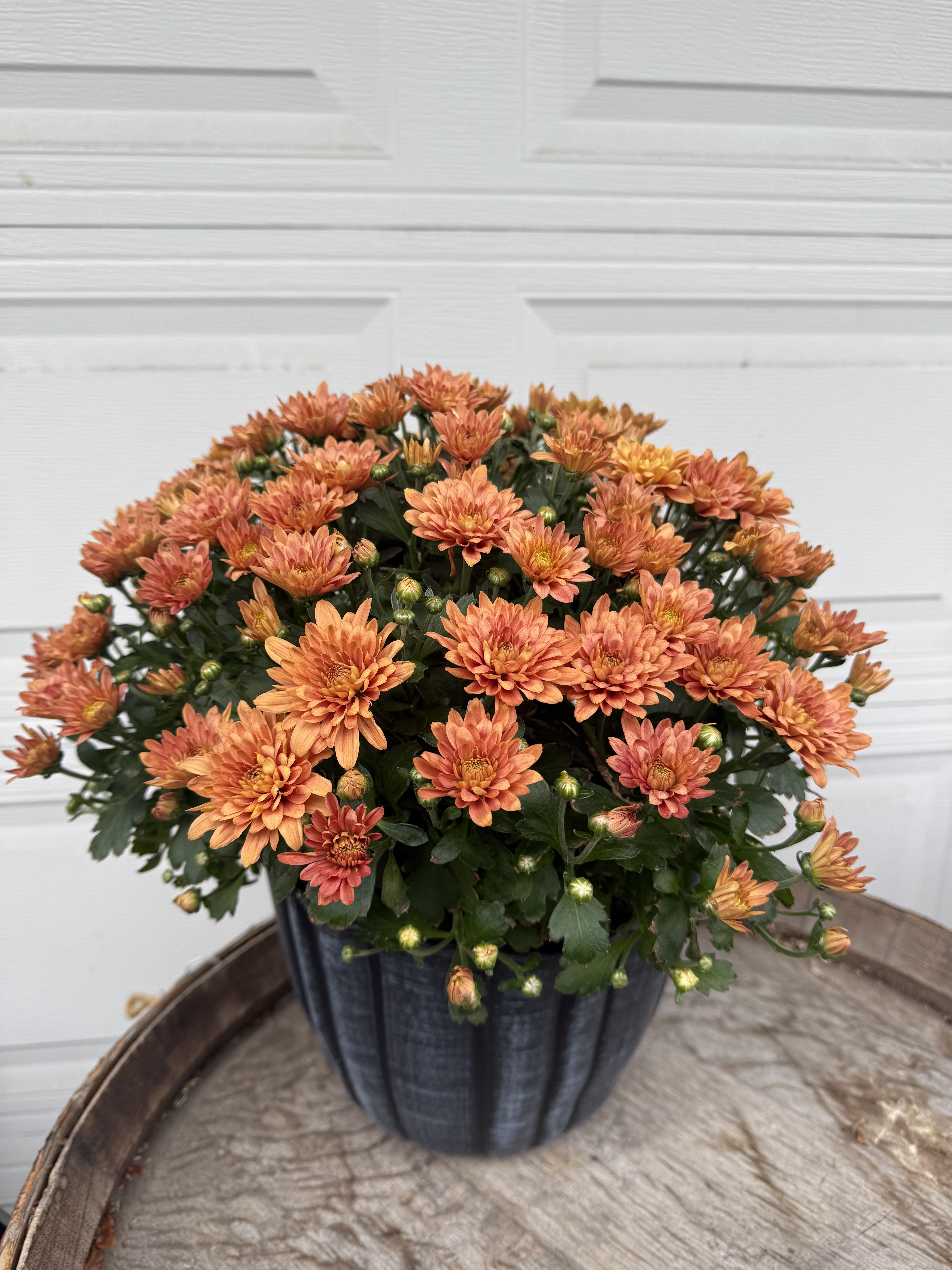 Orange chrysanthemum plant in a dark pot