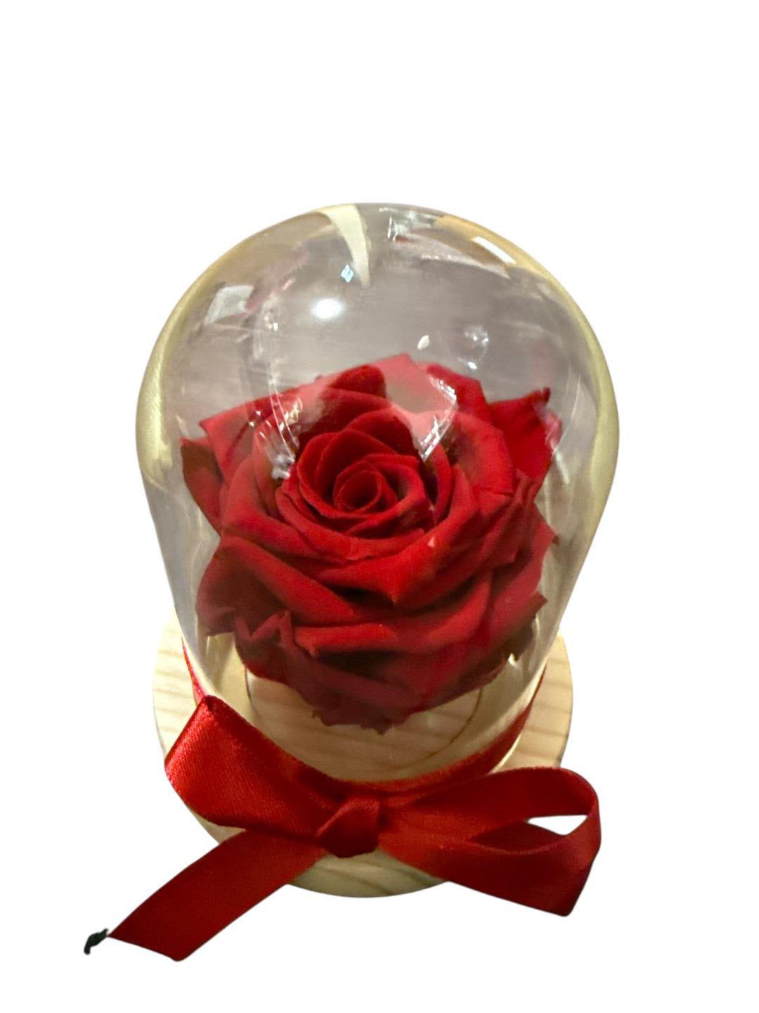 Single red rose under a clear dome with a red ribbon