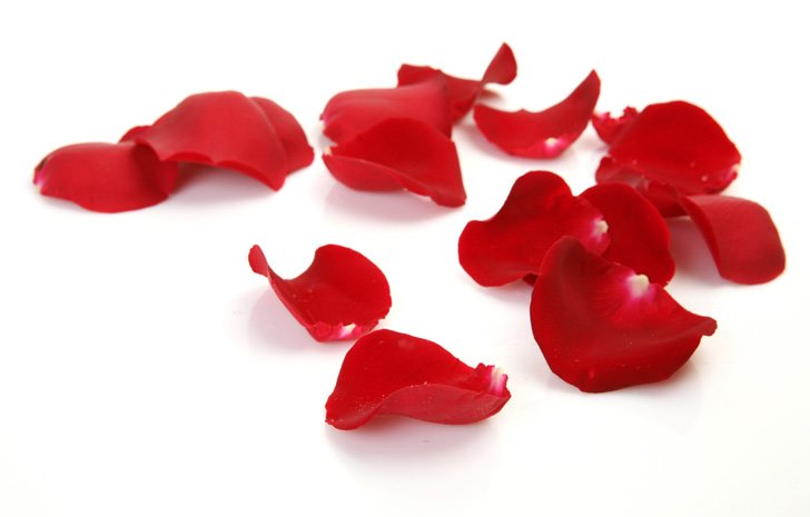 Scattered red rose petals on a white background
