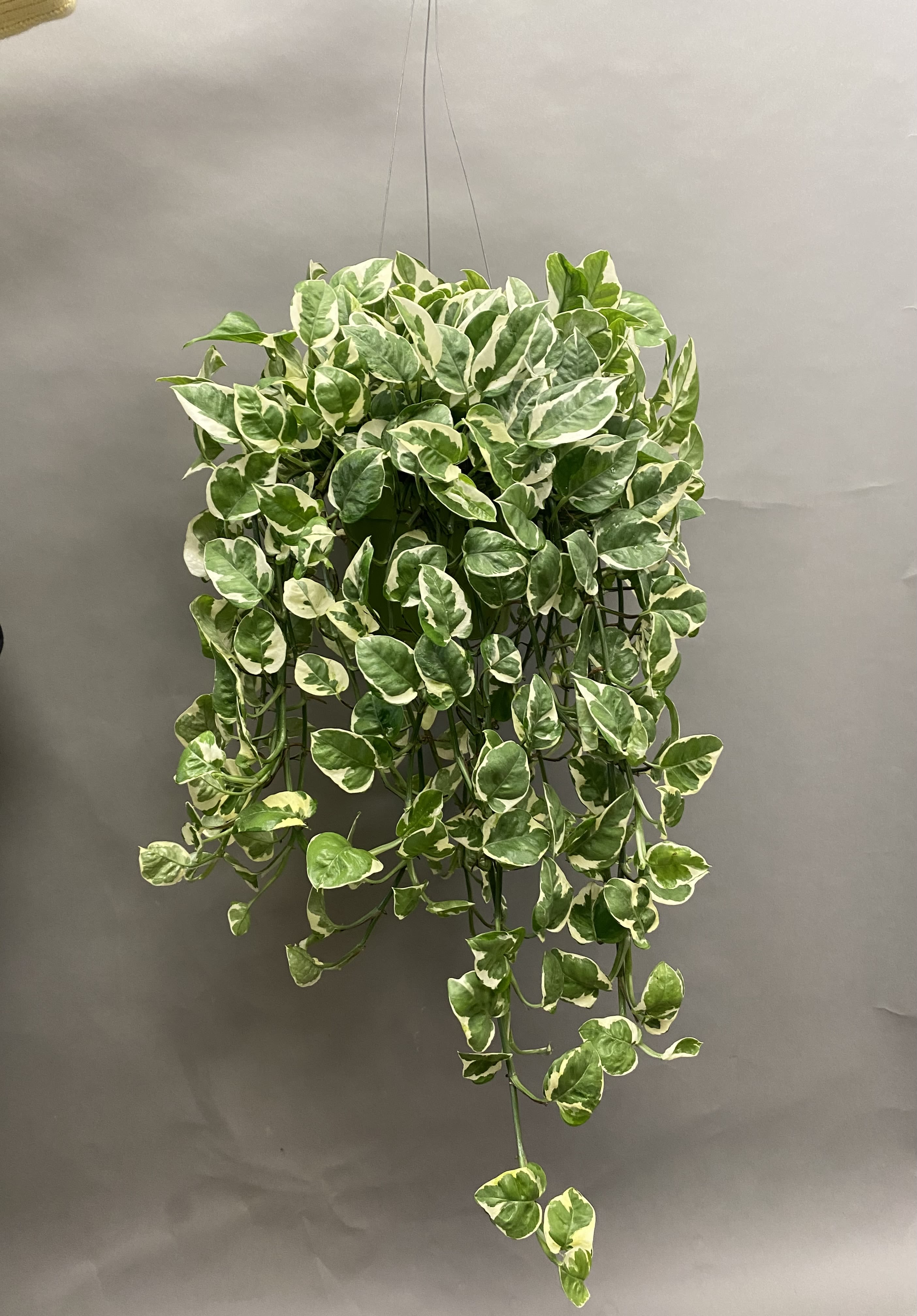 Hanging variegated green and white trailing plant