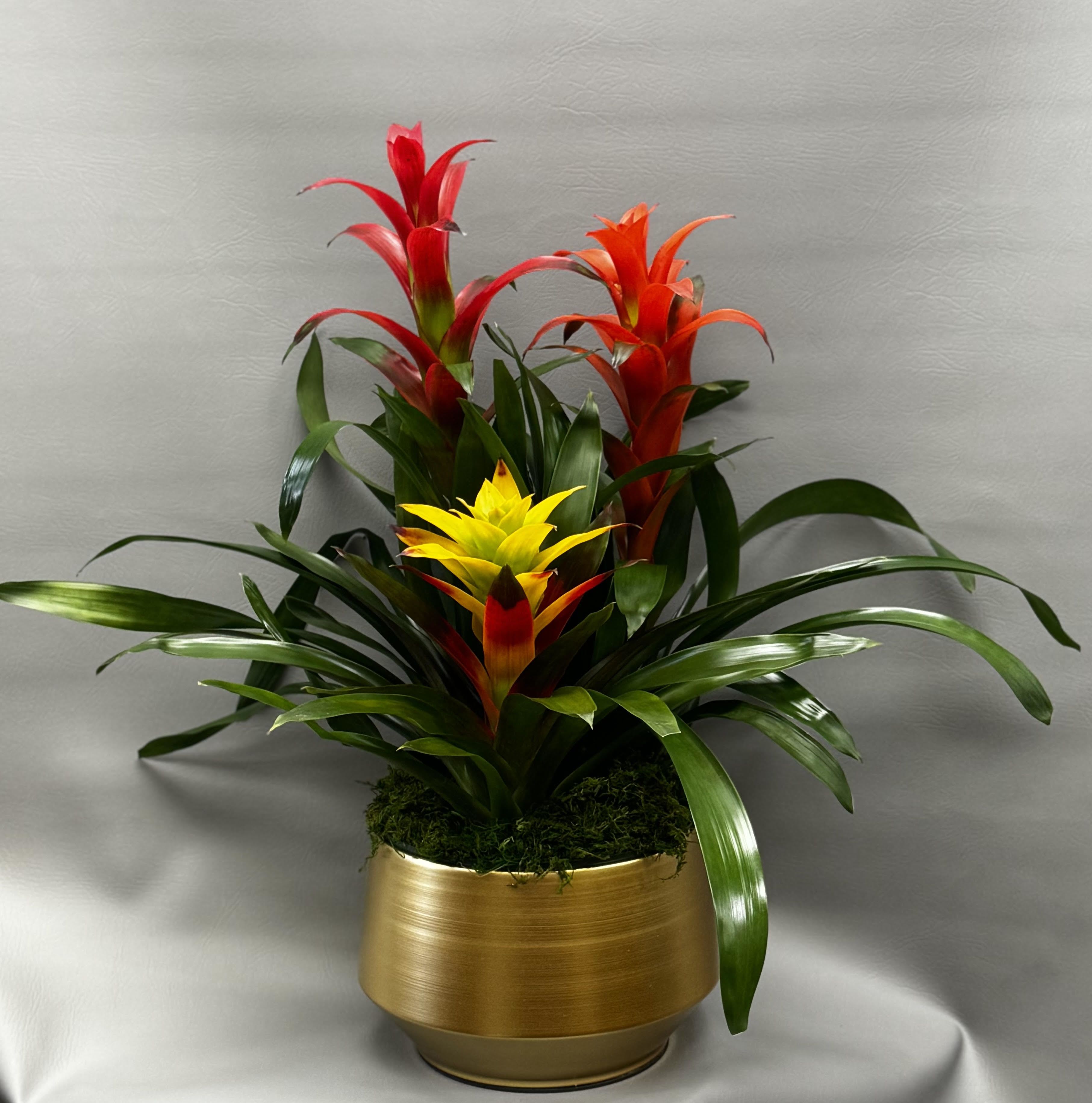 Tropical arrangement of red and yellow bromeliads in a gold pot