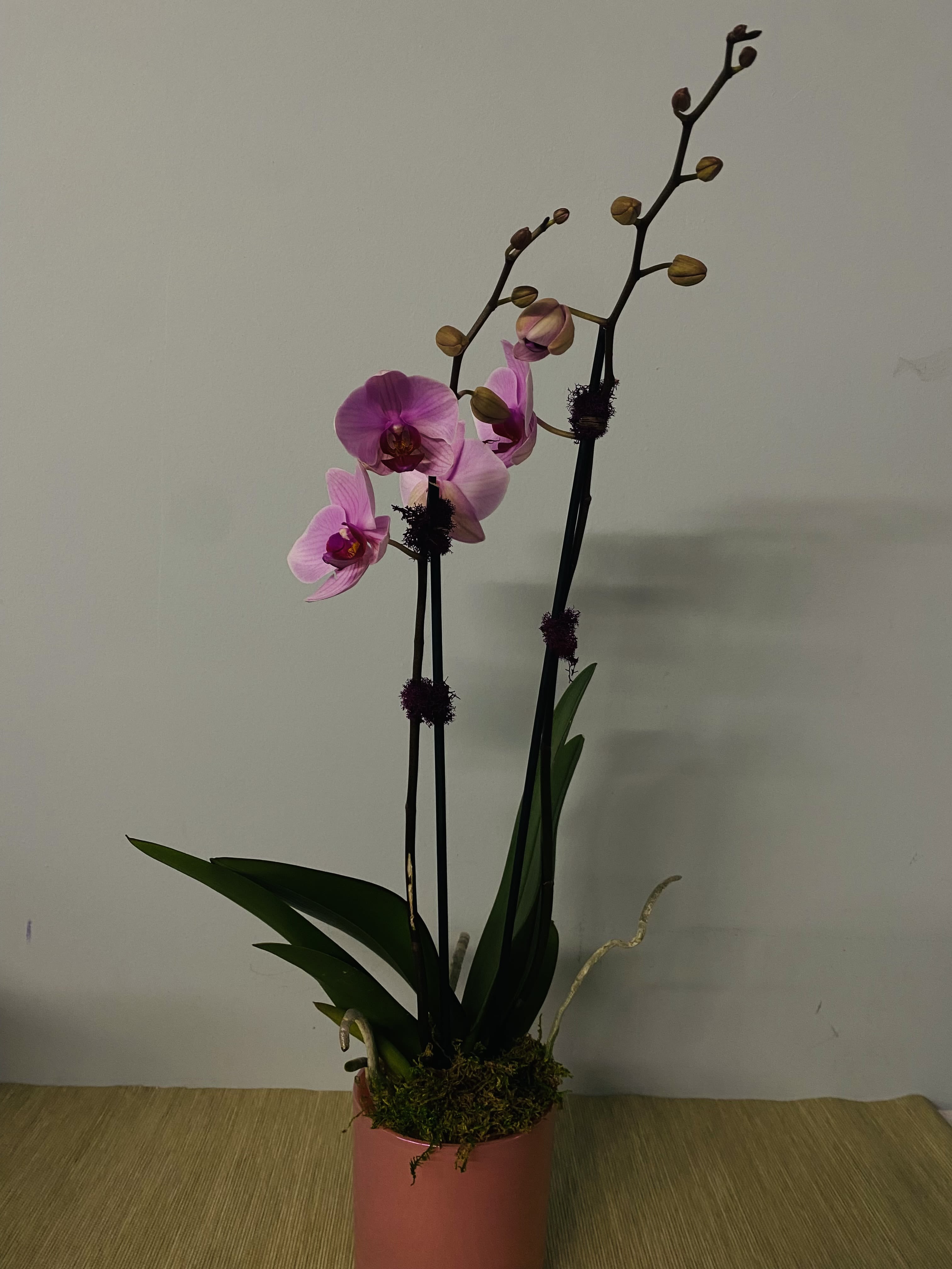 Pink orchids in a pot with tall stems and broad leaves