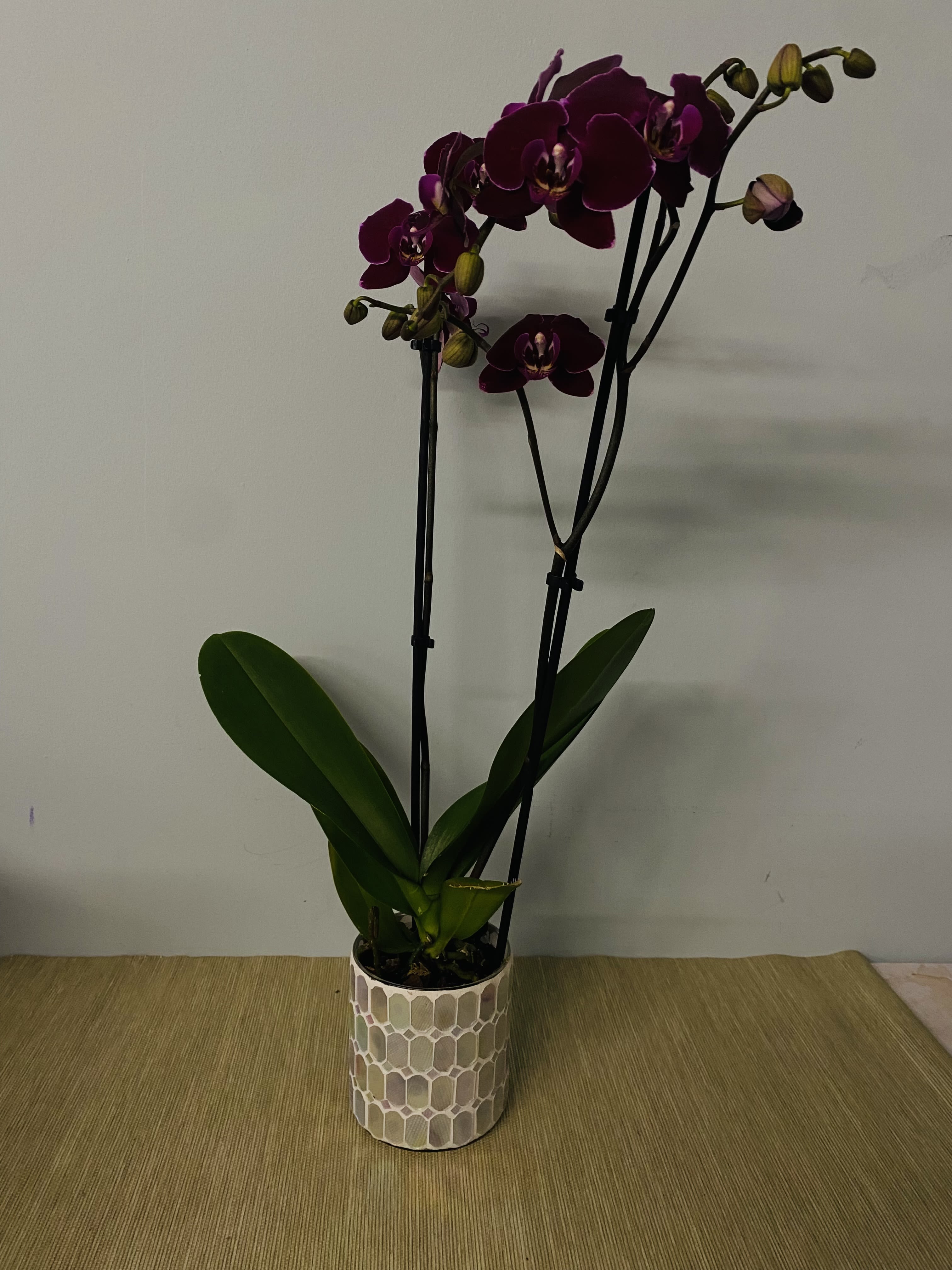 Potted orchid with deep purple blooms in a patterned ceramic pot