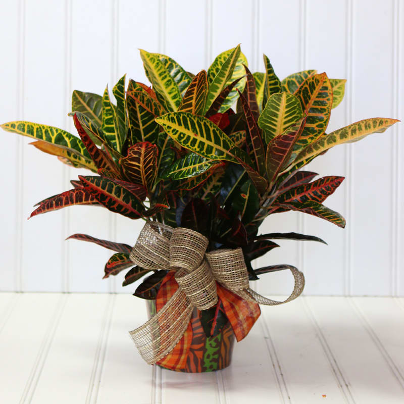 Croton plant in a decorated pot with a burlap bow