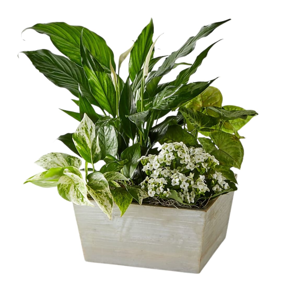 Peace In Harmony Basket - Express warmth to your loved ones with this peaceful garden. Planted full of kalanchoe and lush foliage plants, this garden also includes one 10"–15" Peace Lily. As the Lily blooms, your compassion will be conveyed in the most loving way. The garden features four individually potted plants secured together in a planter or basket. Container style may vary based on availability.