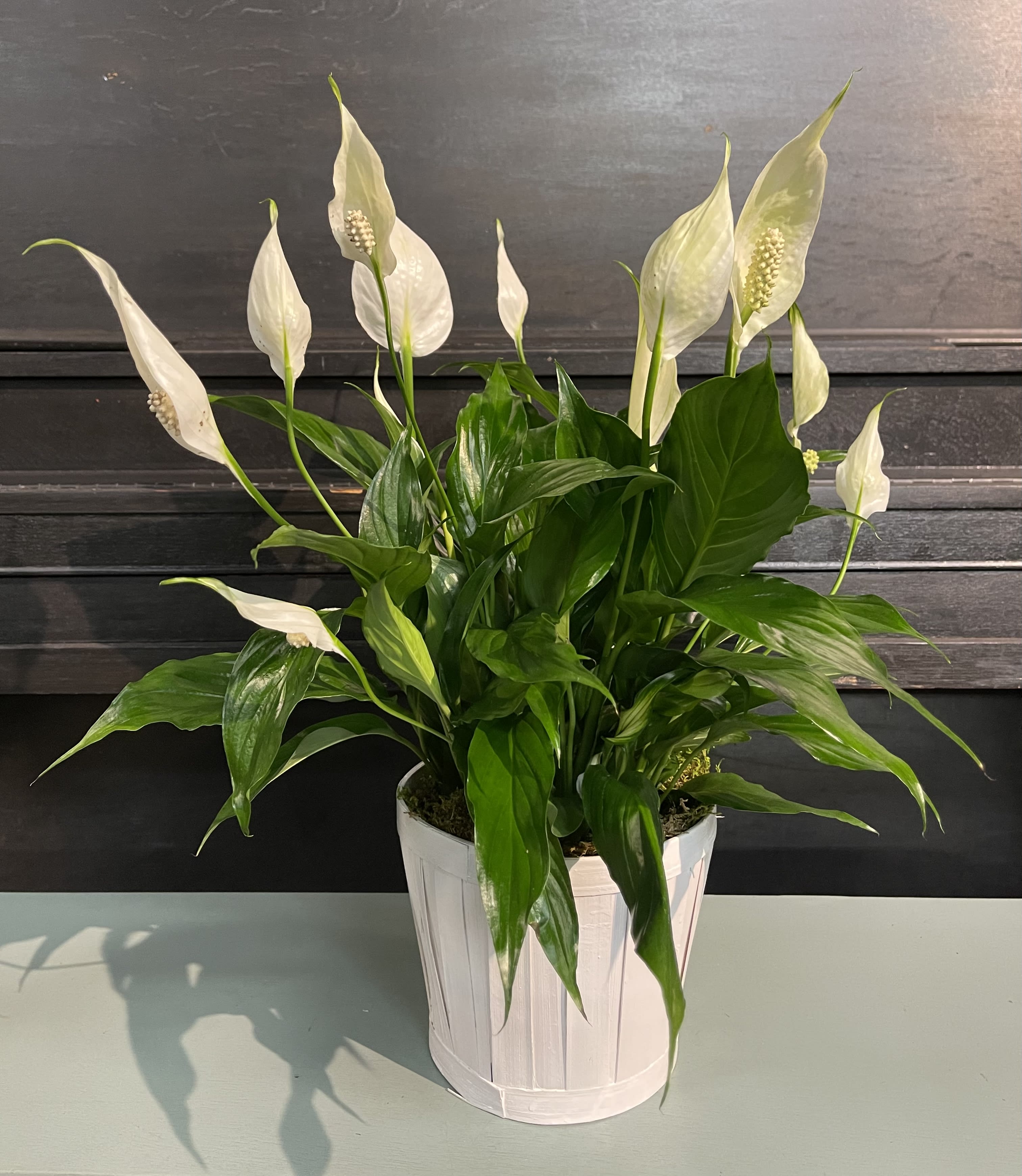Modern Spathiphyllum Plant by BloomNation™ - A tall reaching spathiphyllum plant, also known as a peace lily, set in a modern planter. Peace Lily's are easy to grow and are known for their air toxin removing properties. Send the gift of greenery! APPROXIMATE DIMENSIONS 12’’ W x 20’’ H *POT WILL VARY 