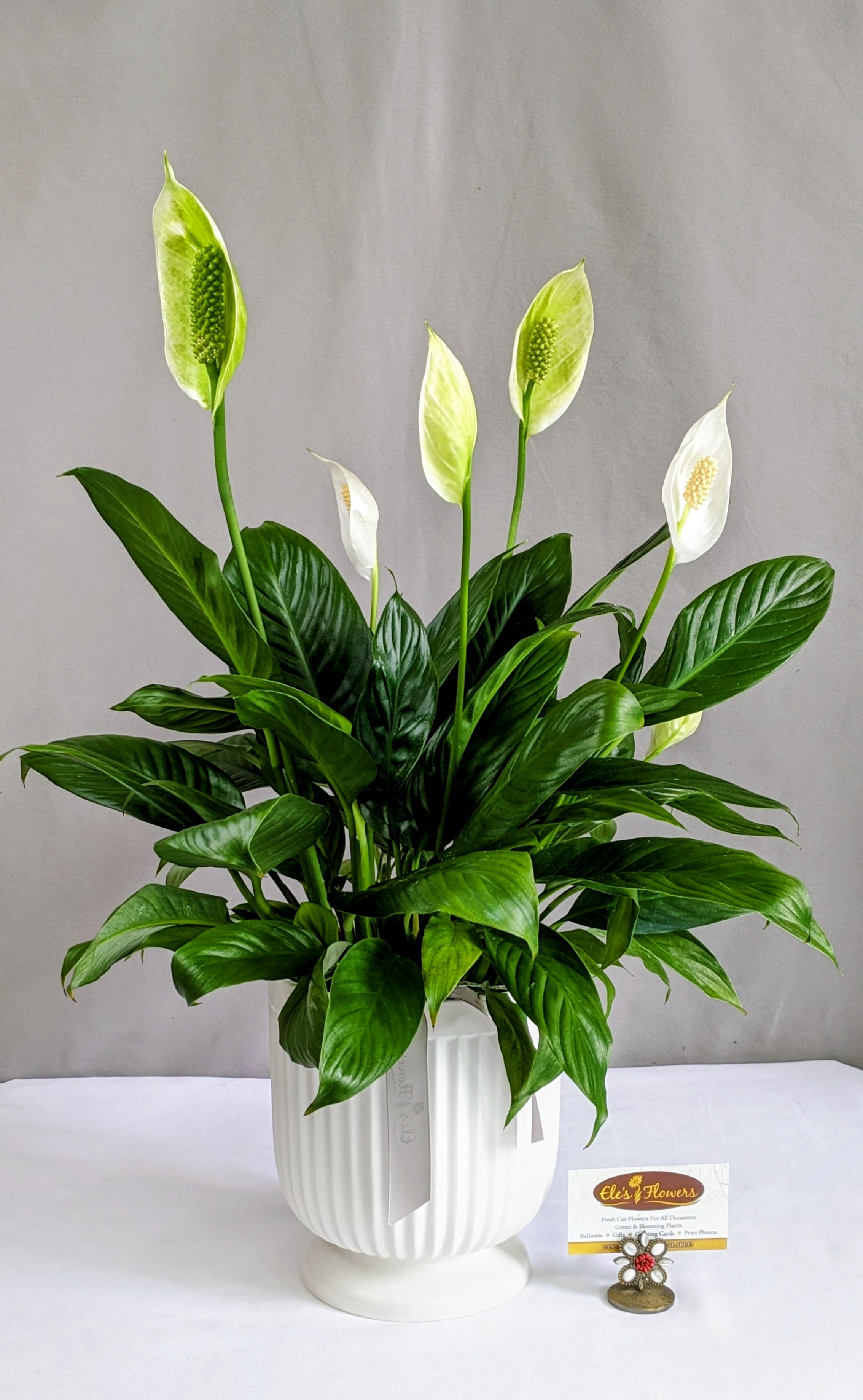 Comfort Planter Peace Lily - 6" Planter - The Peace Lily is a popular, easy-to-care-for houseplant known for its glossy green leaves and elegant white blooms, which symbolize peace and tranquility. Ideal for low to medium light conditions, it also helps purify the air, making it perfect for homes and offices. Peace lilies prefer consistently moist soil but shouldn’t sit in water. They’re a great choice for adding beauty and a calming presence to any indoor space. Keep in mind that all parts of the plant are toxic if ingested, so take care around pets and children. Care instructions are provided.  Plant will be delivered approximately as pictured.   Approximate Dimensions: 23"H x 18"W