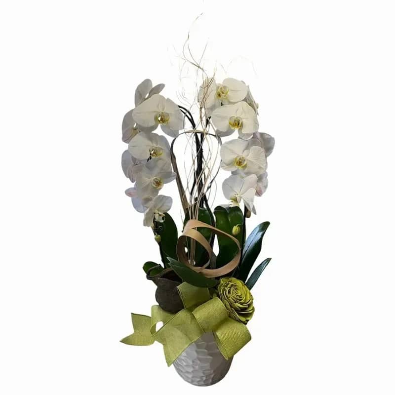 White Cascading Orchid Planter - White Sympathy Cascading Triple Orchid Planter In A White Pot. 