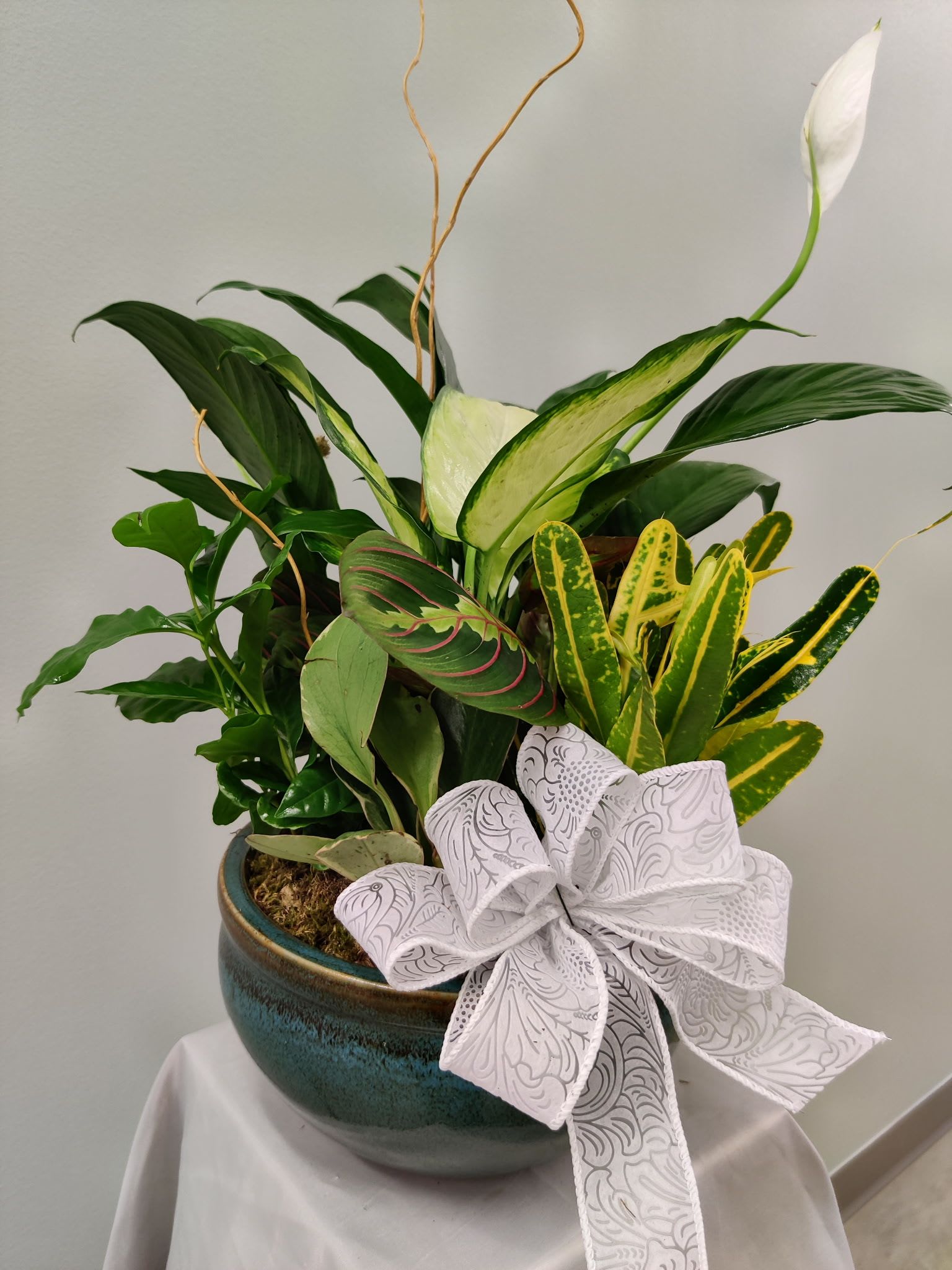 Potted green plant arrangement with a white bow in a ceramic bowl