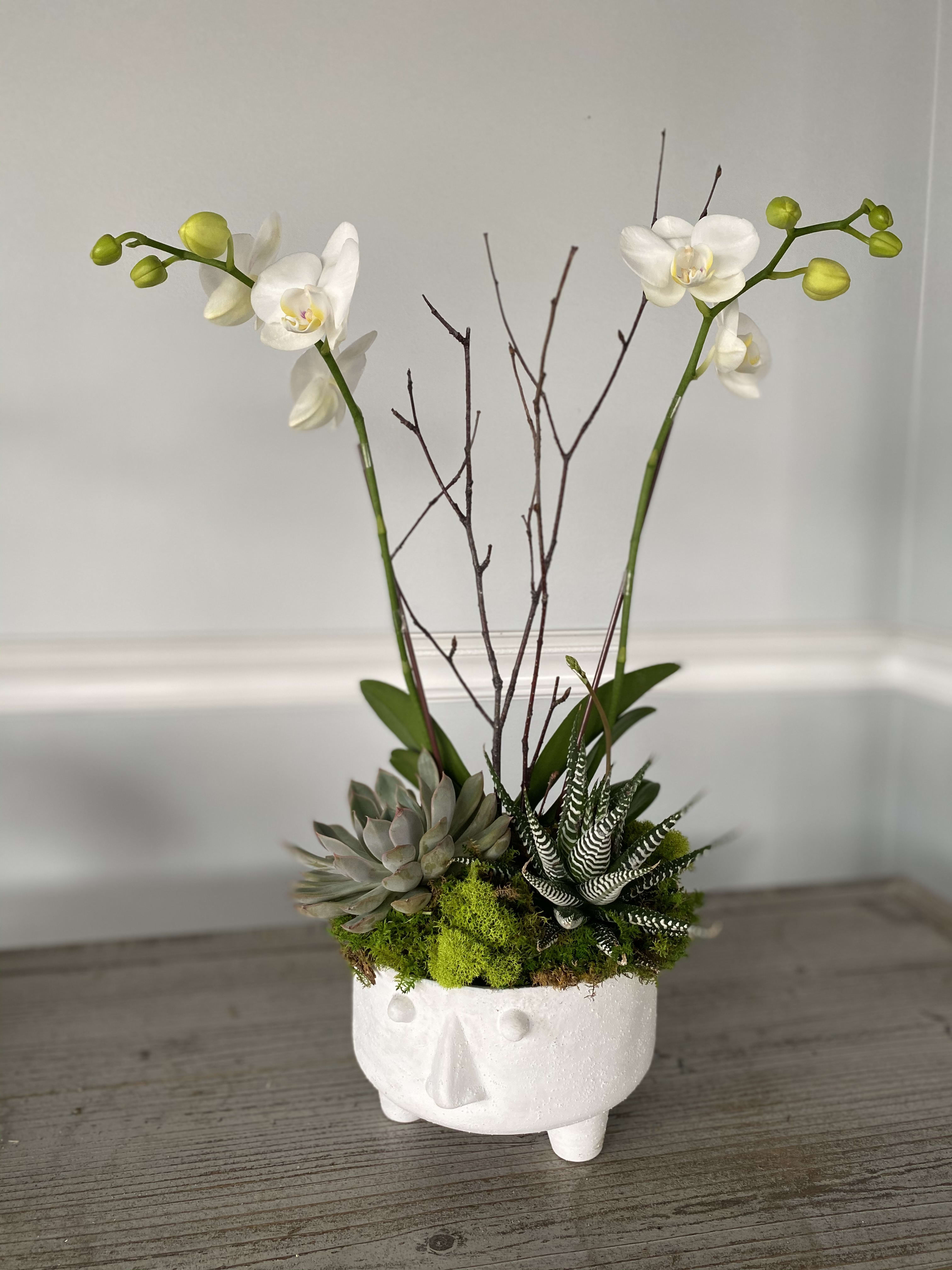 Friends of orcids - ceramic white face pot with a miniature orchid and succulents. Perfect for any occasion. 