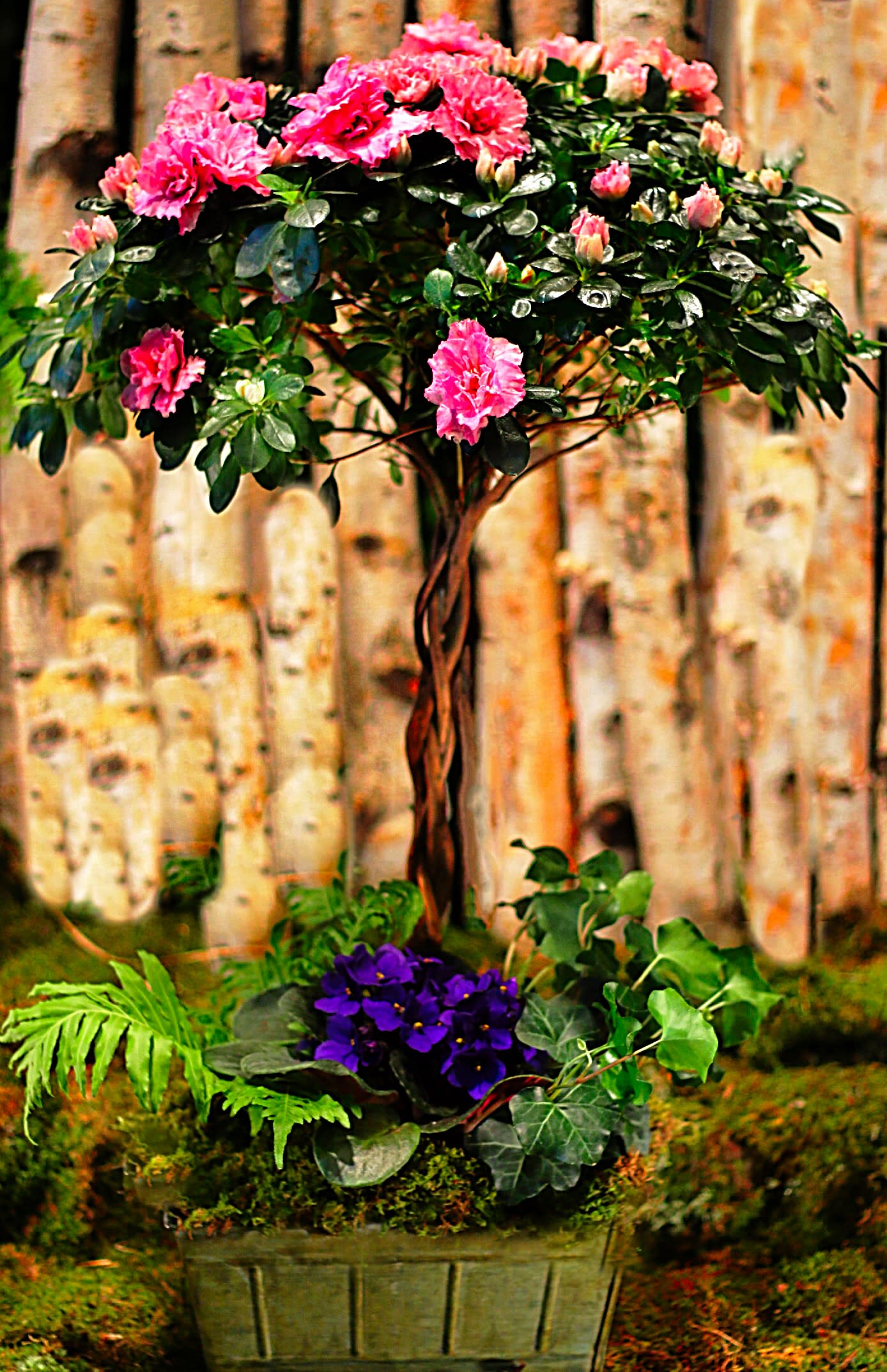 Pink flowering topiary in a planter with purple blooms at the base