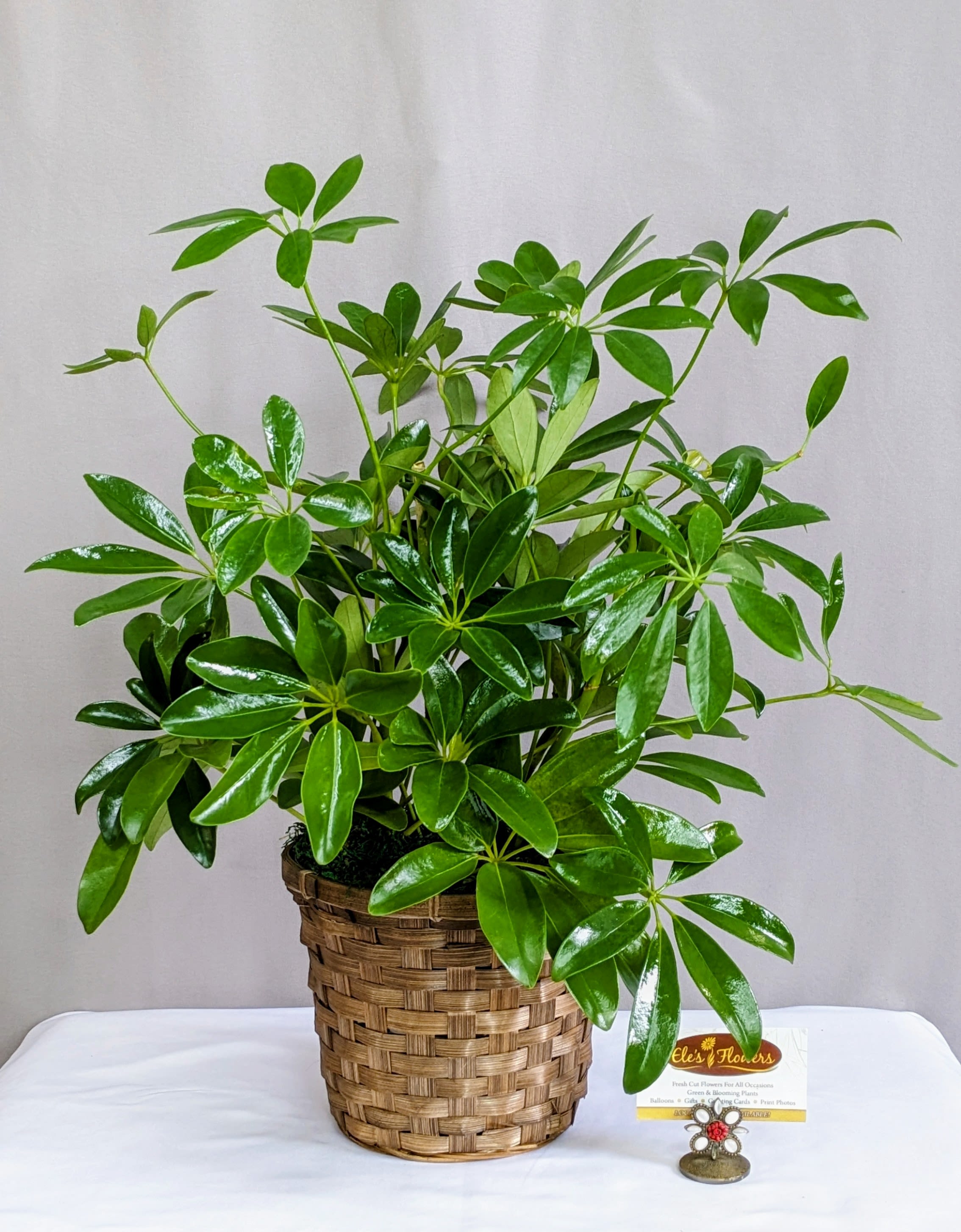 Potted green houseplant in a woven basket planter