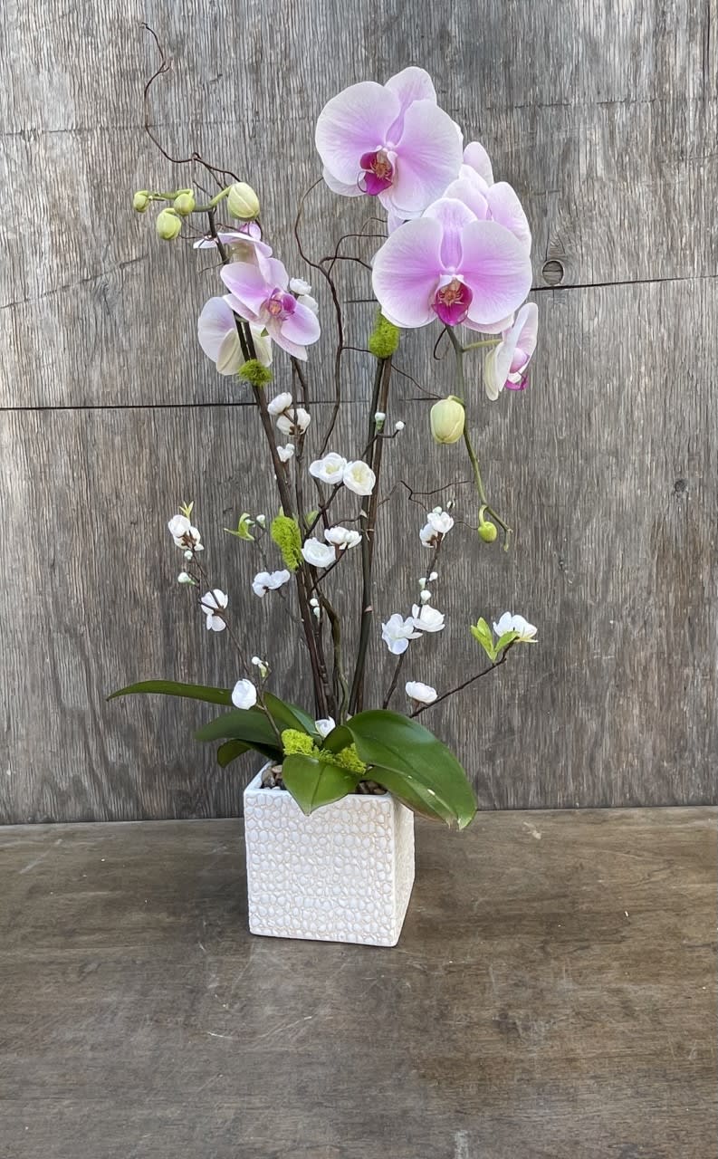 Pink orchids arranged in a white square vase with small white blossoms