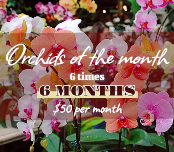 Orchid display with pink, white, and orange blooms and promotional text overlay