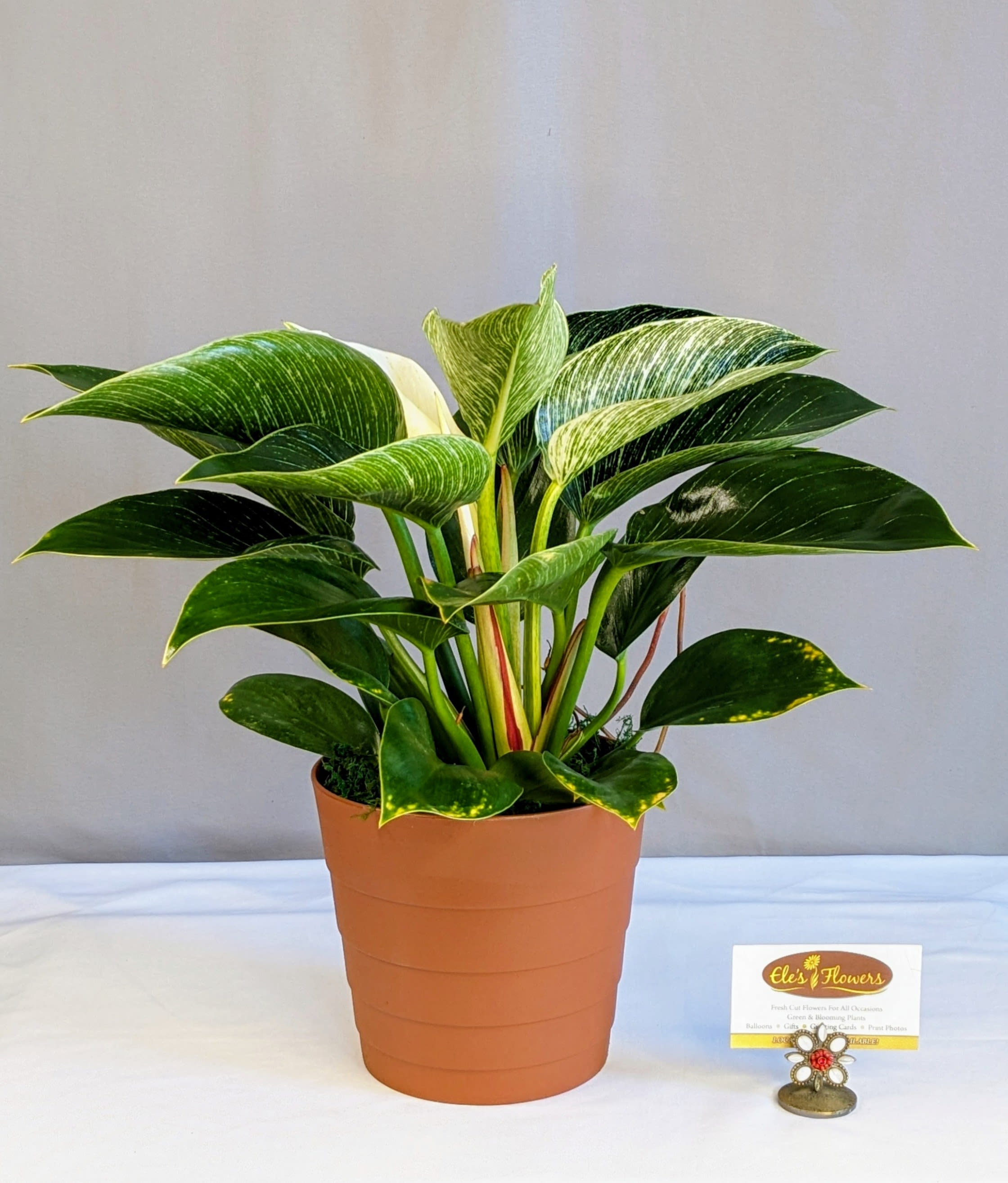 Potted variegated philodendron plant in a terracotta pot