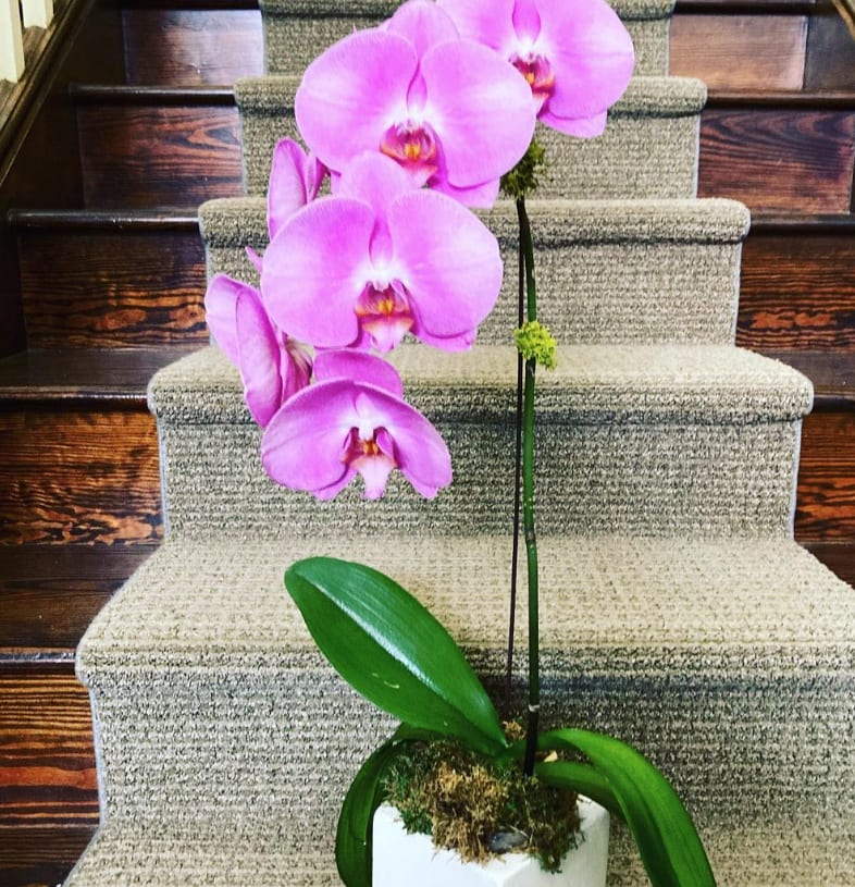 Pink orchid plant in a white pot on carpeted stairs
